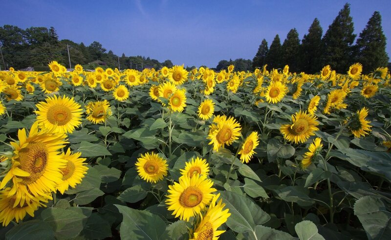 Sunflower field under blue sky