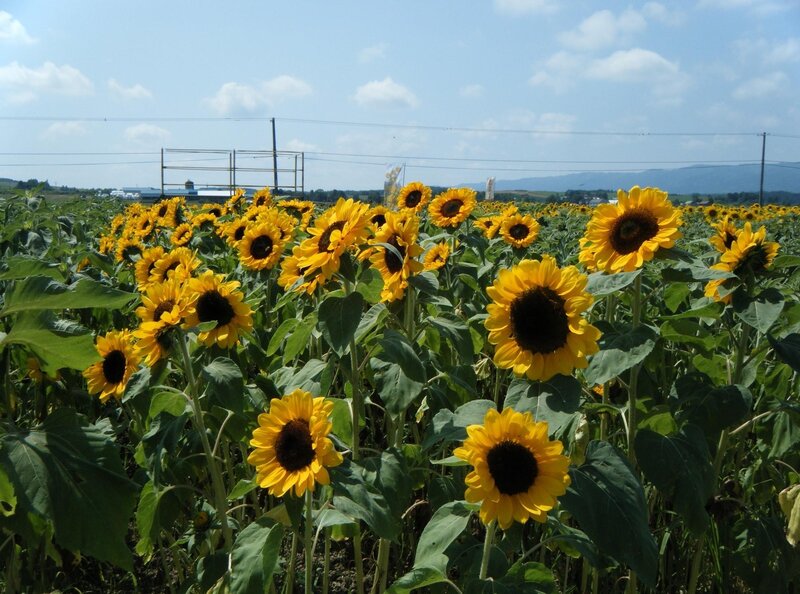 Sunflower field under blue sky