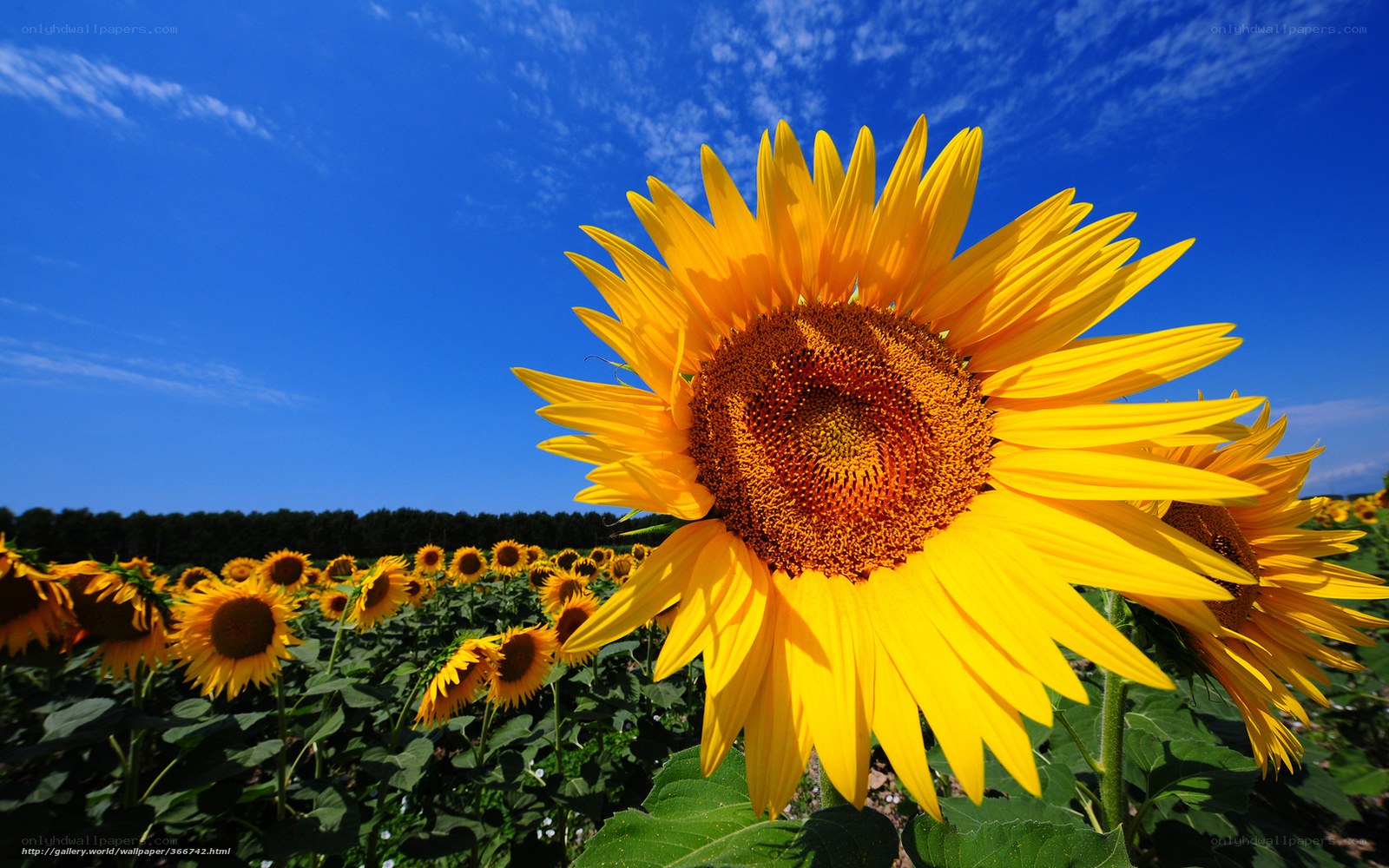 Sunflower field under blue sky