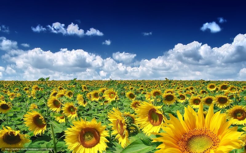 Sunflower field under blue sky