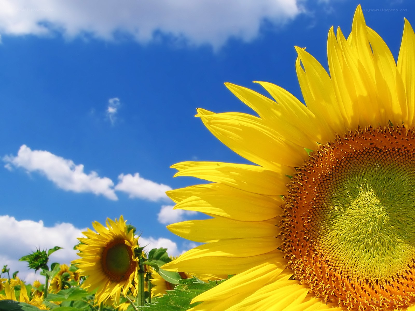 Sunflower field under blue sky