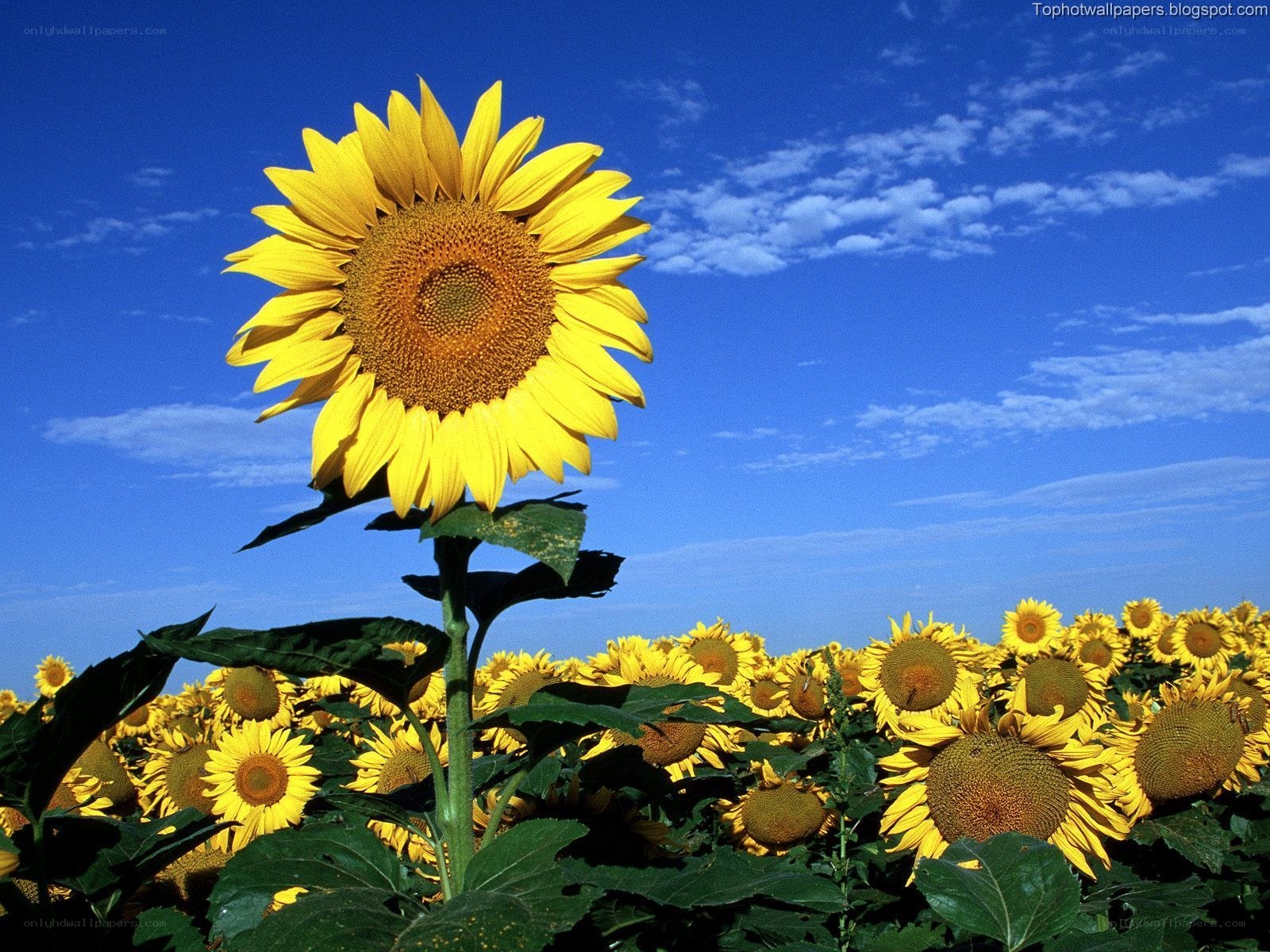 Sunflower field under blue sky