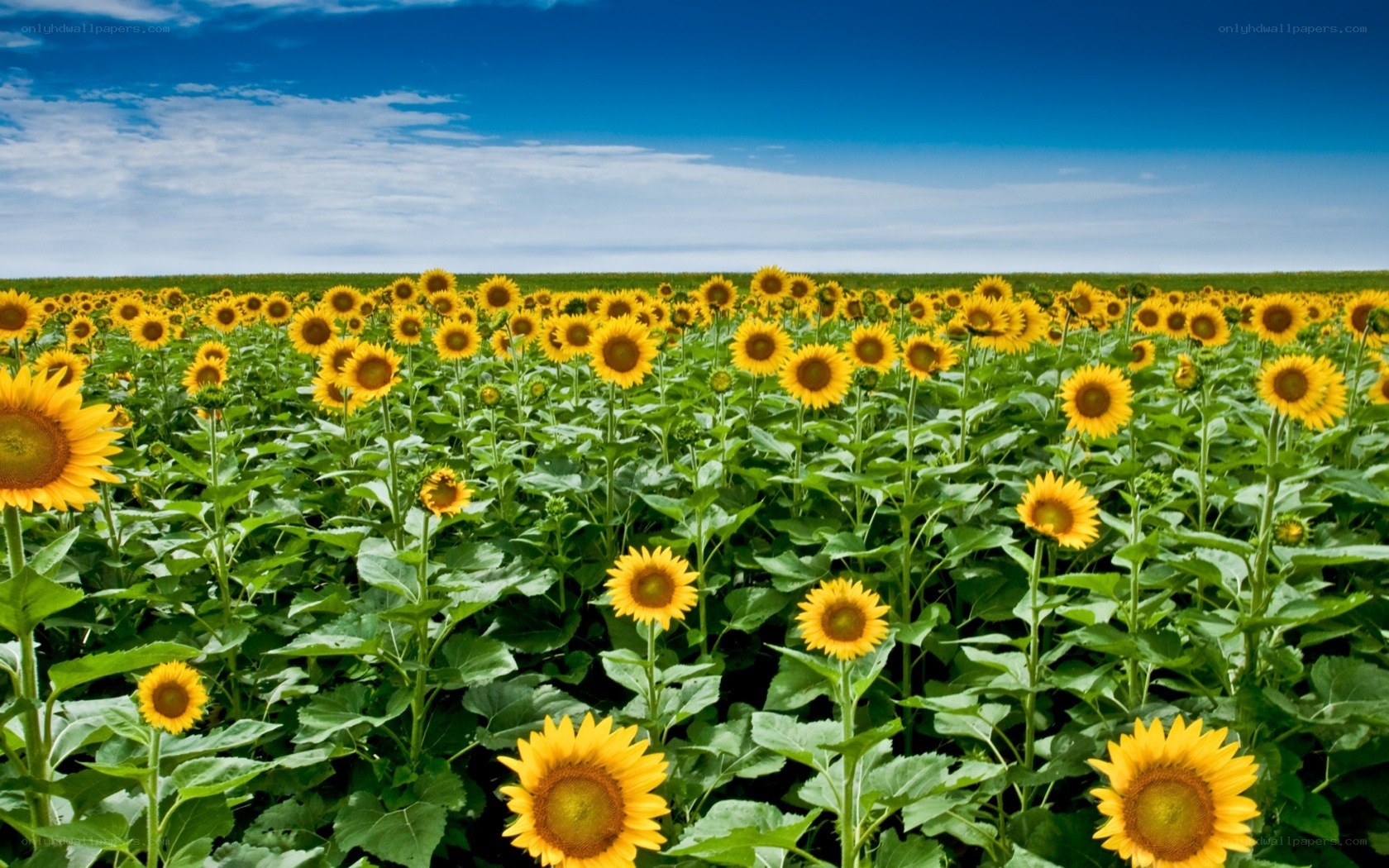 Sunflower field under blue sky