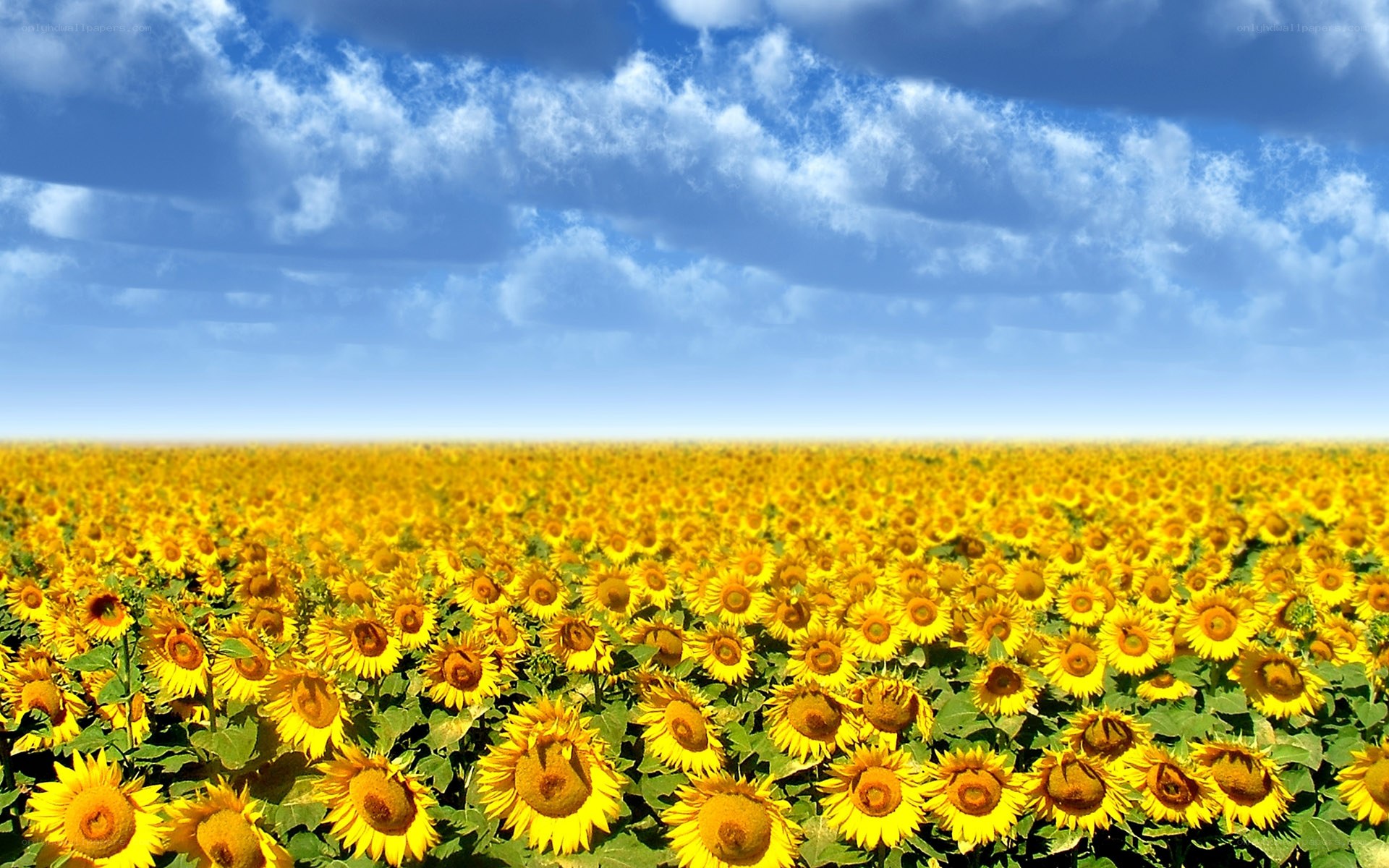Sunflower field under blue sky