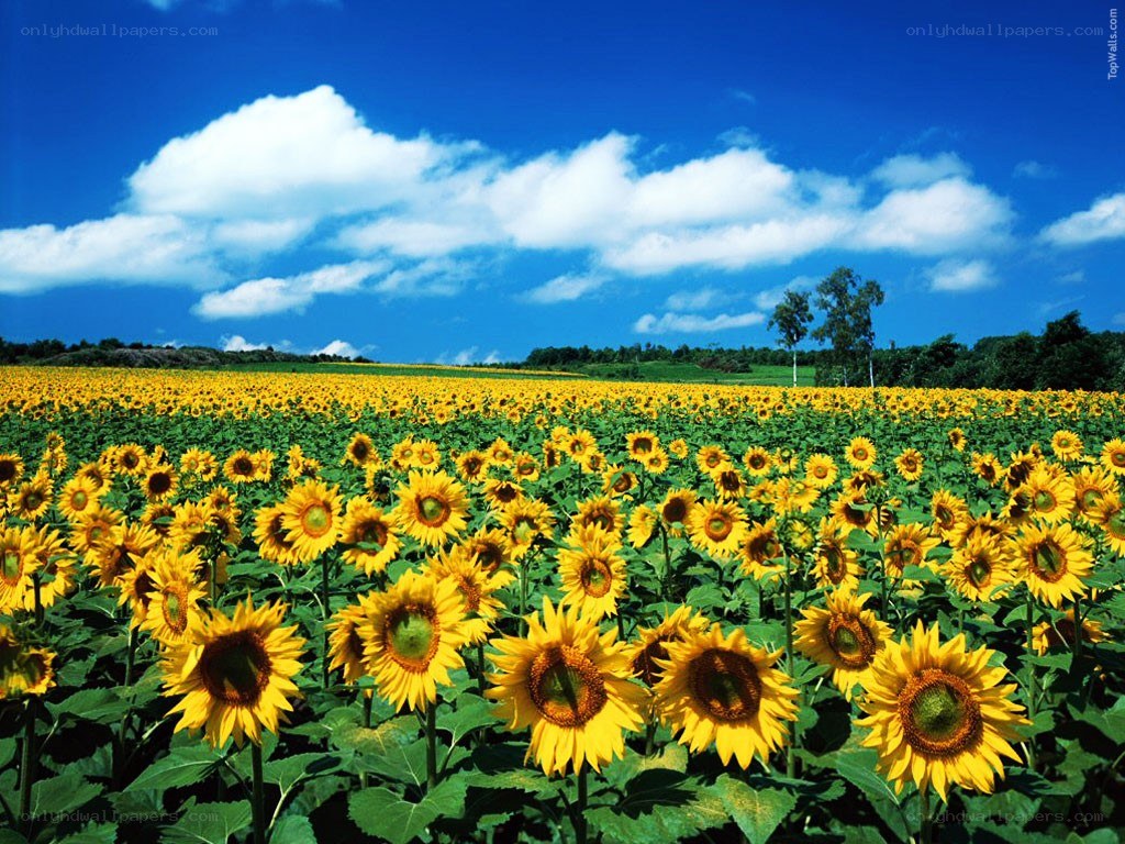 Sunflower field under blue sky