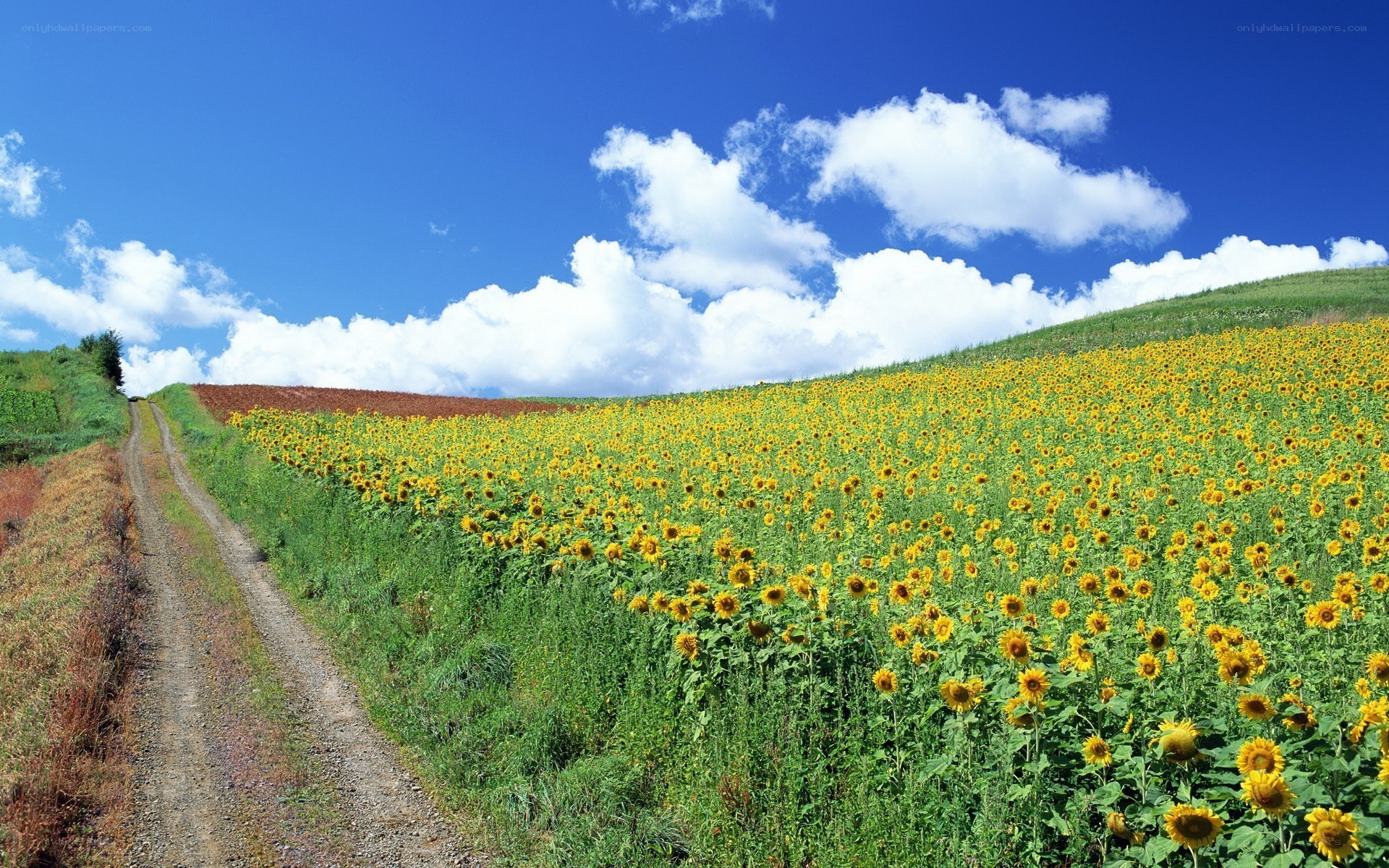 Sunflower field under blue sky