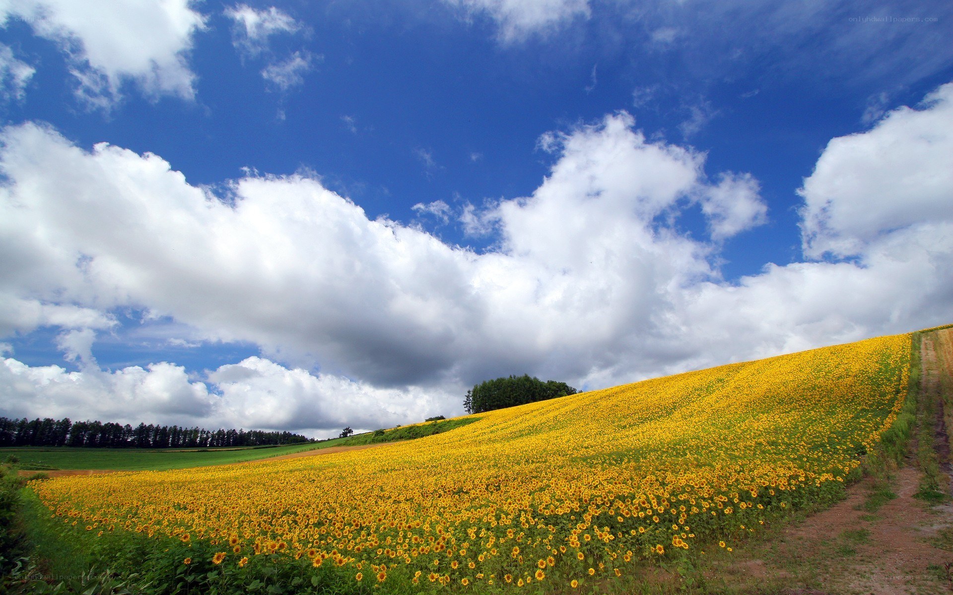 Sunflower field under blue sky