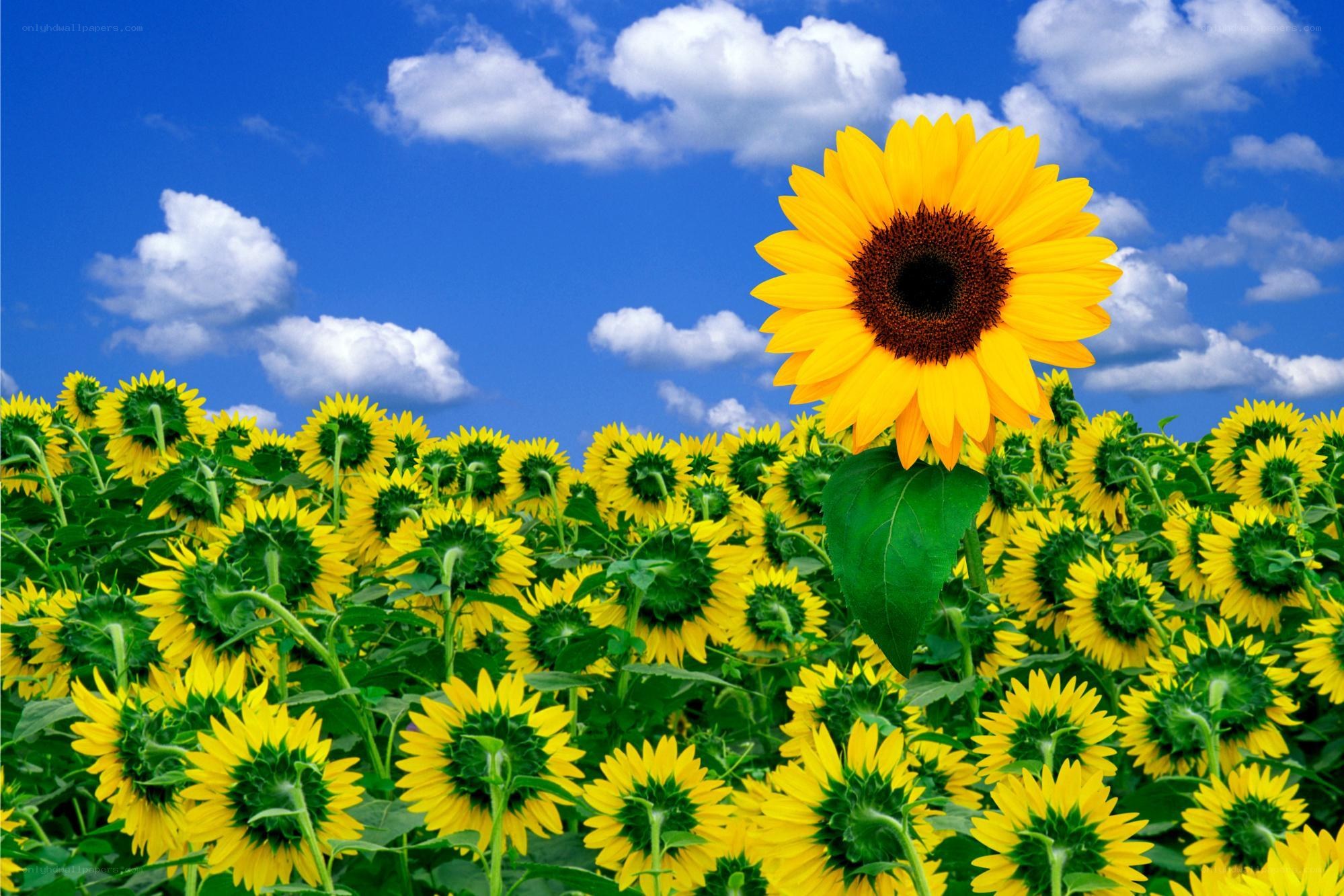 Sunflower field under blue sky