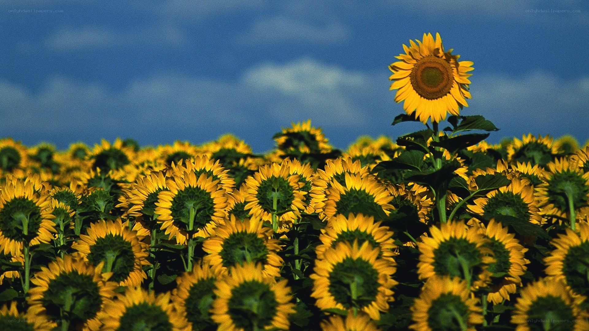 Sunflower field under blue sky