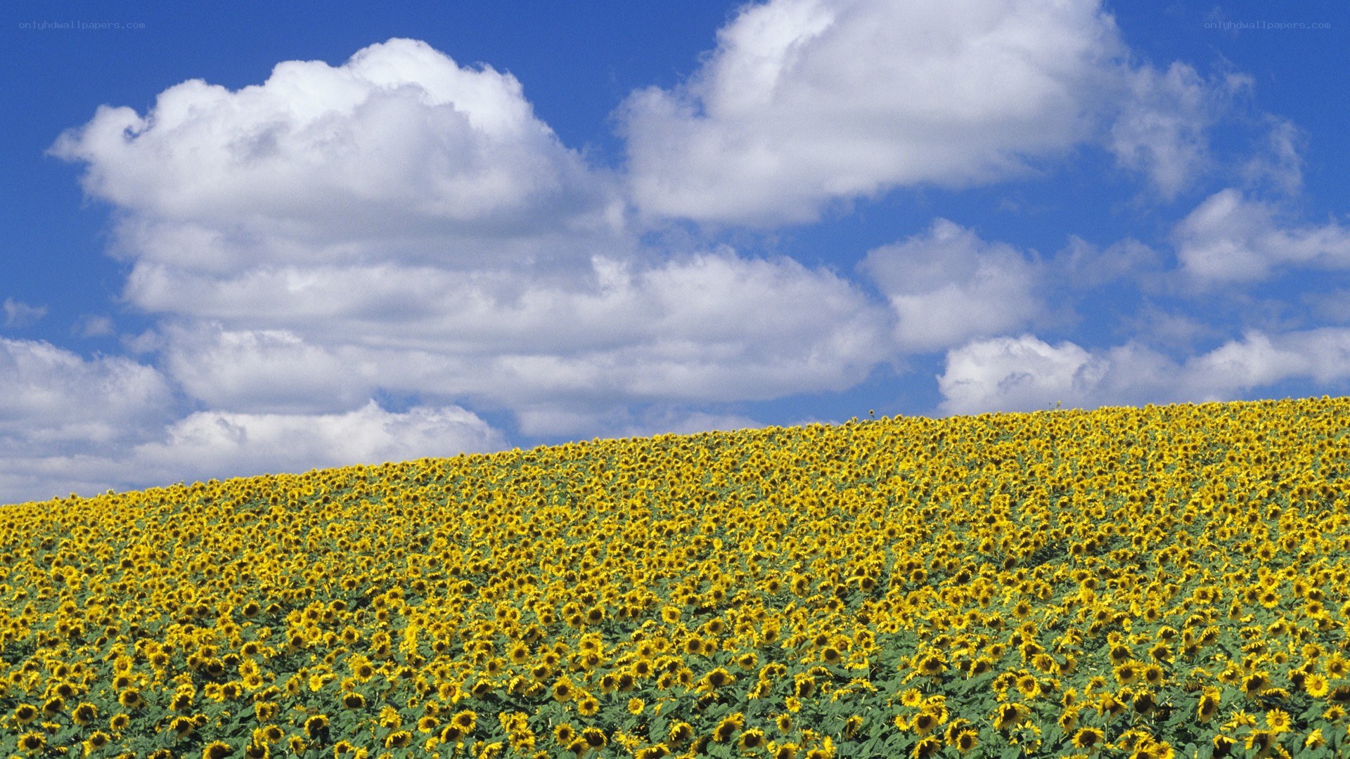 Sunflower field under blue sky