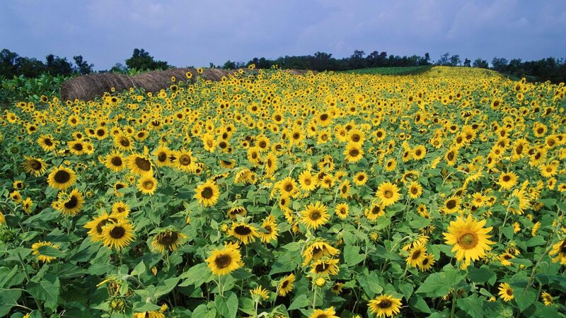 Sunflower field under blue sky