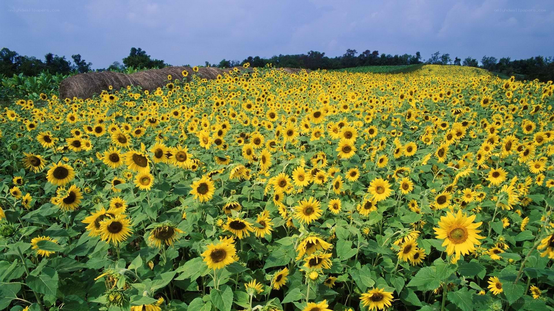 Sunflower field under blue sky