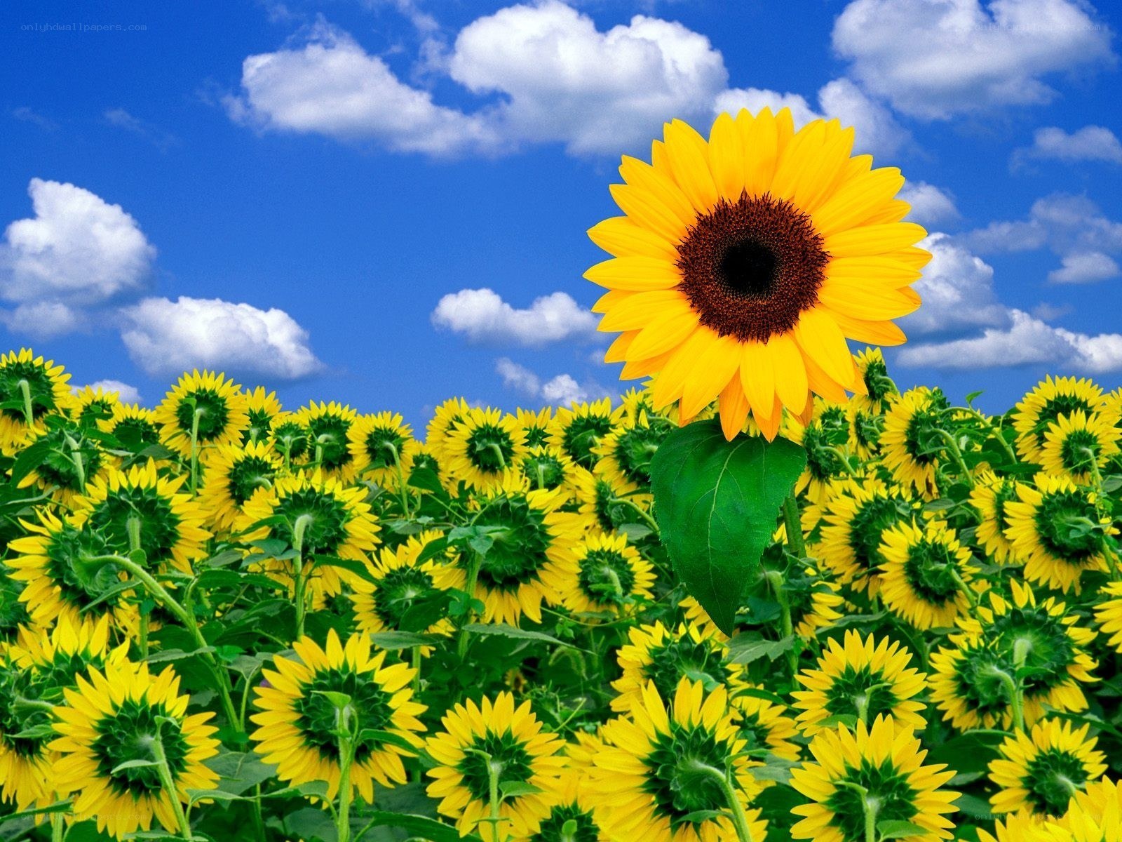 Sunflower field under blue sky