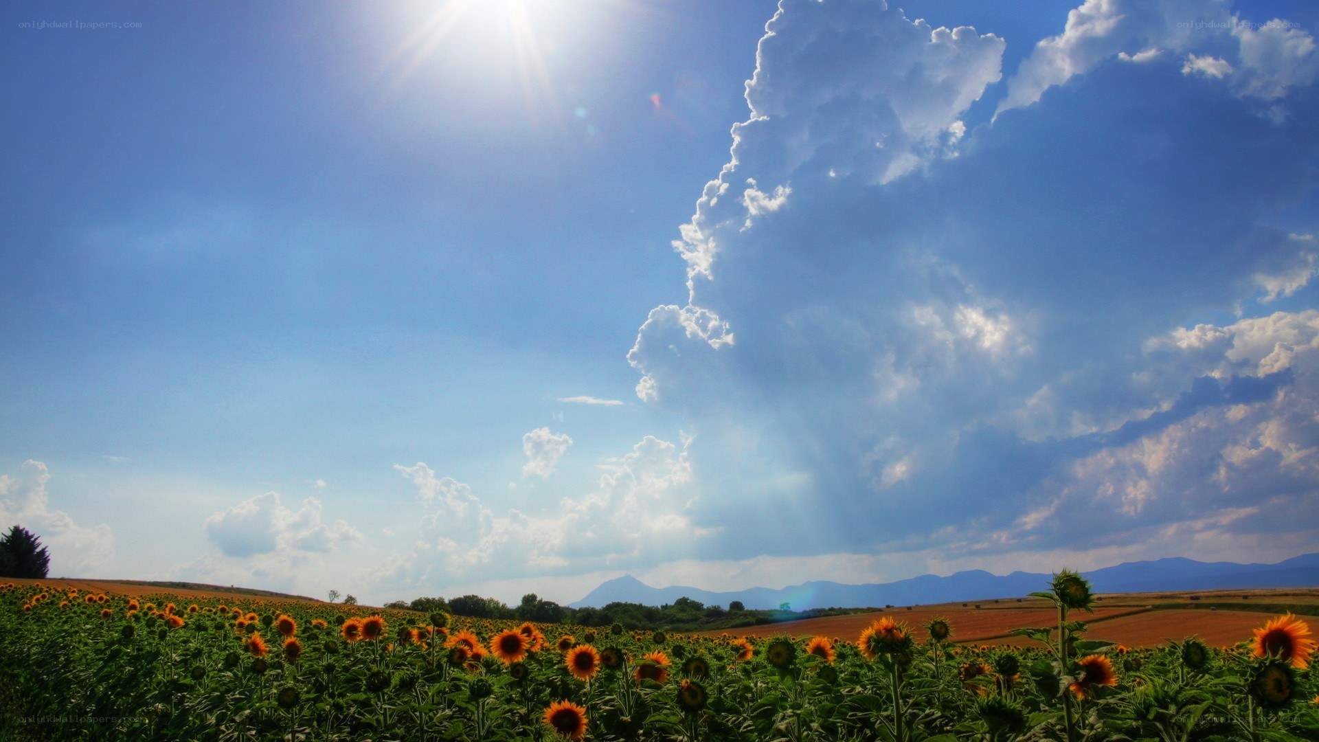 Sunflower field under blue sky