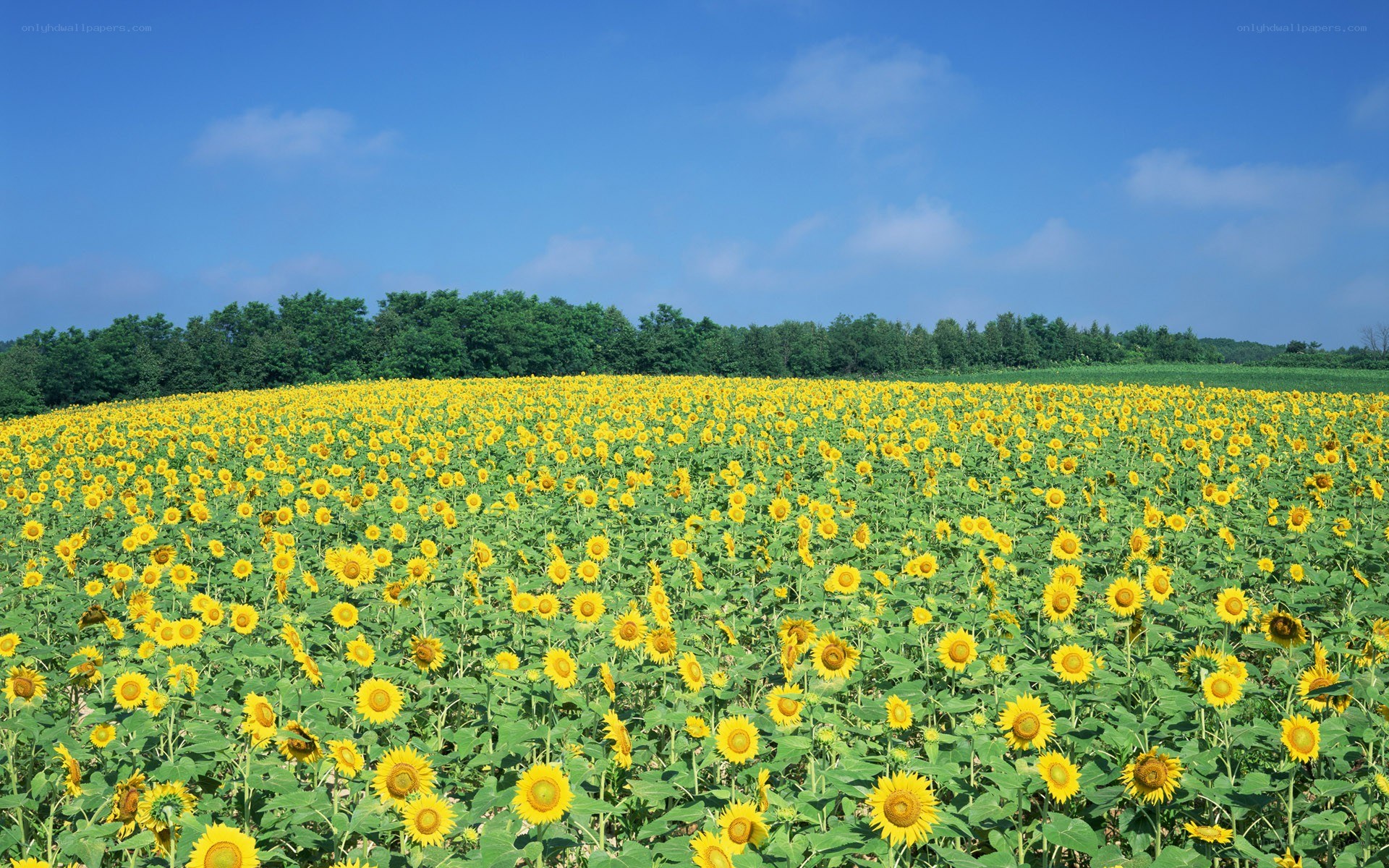Sunflower field under blue sky