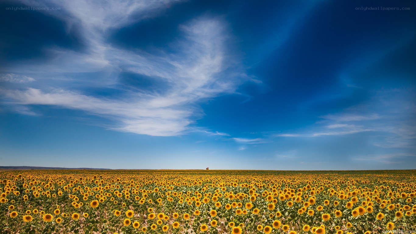 Sunflower field under blue sky