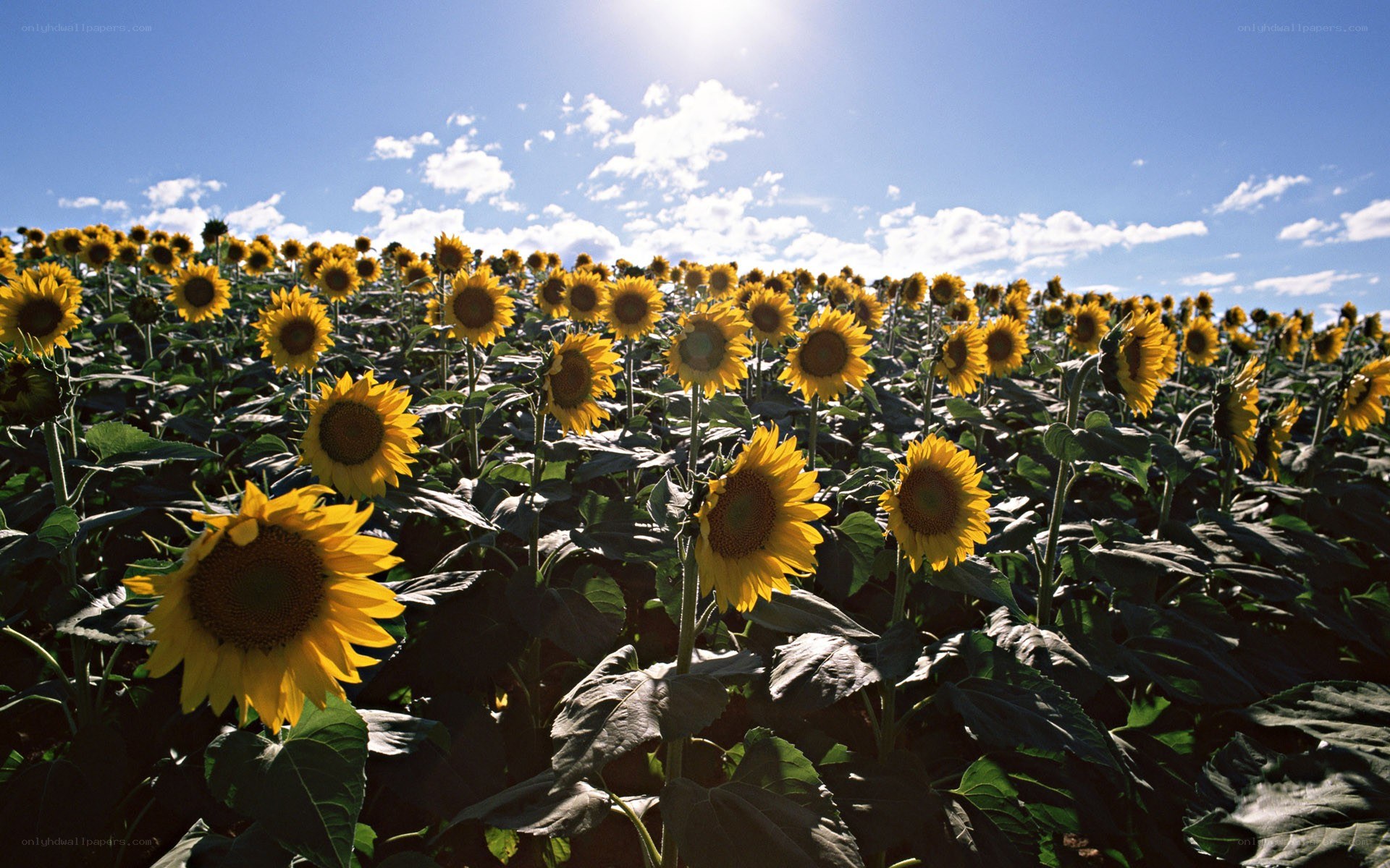 Sunflower field under blue sky