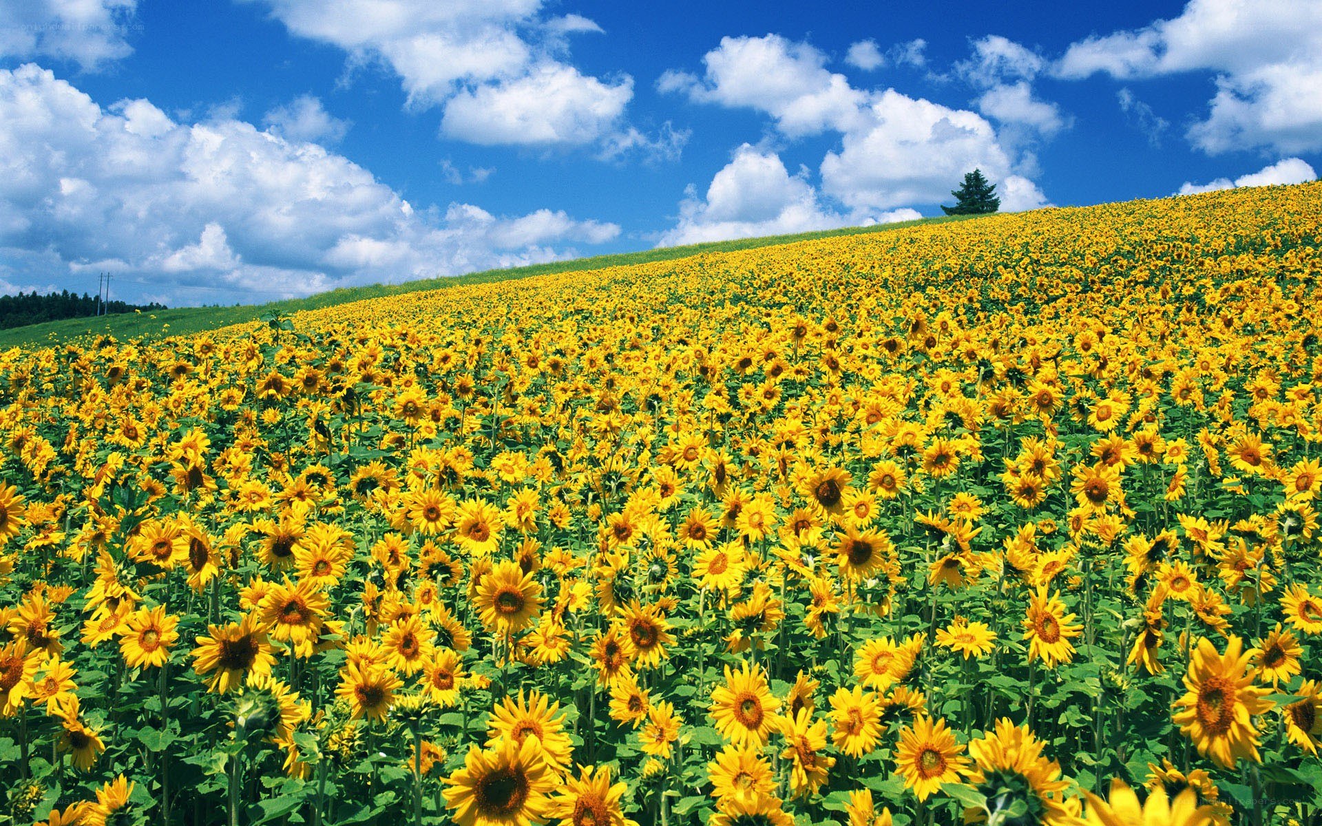 Sunflower field under blue sky
