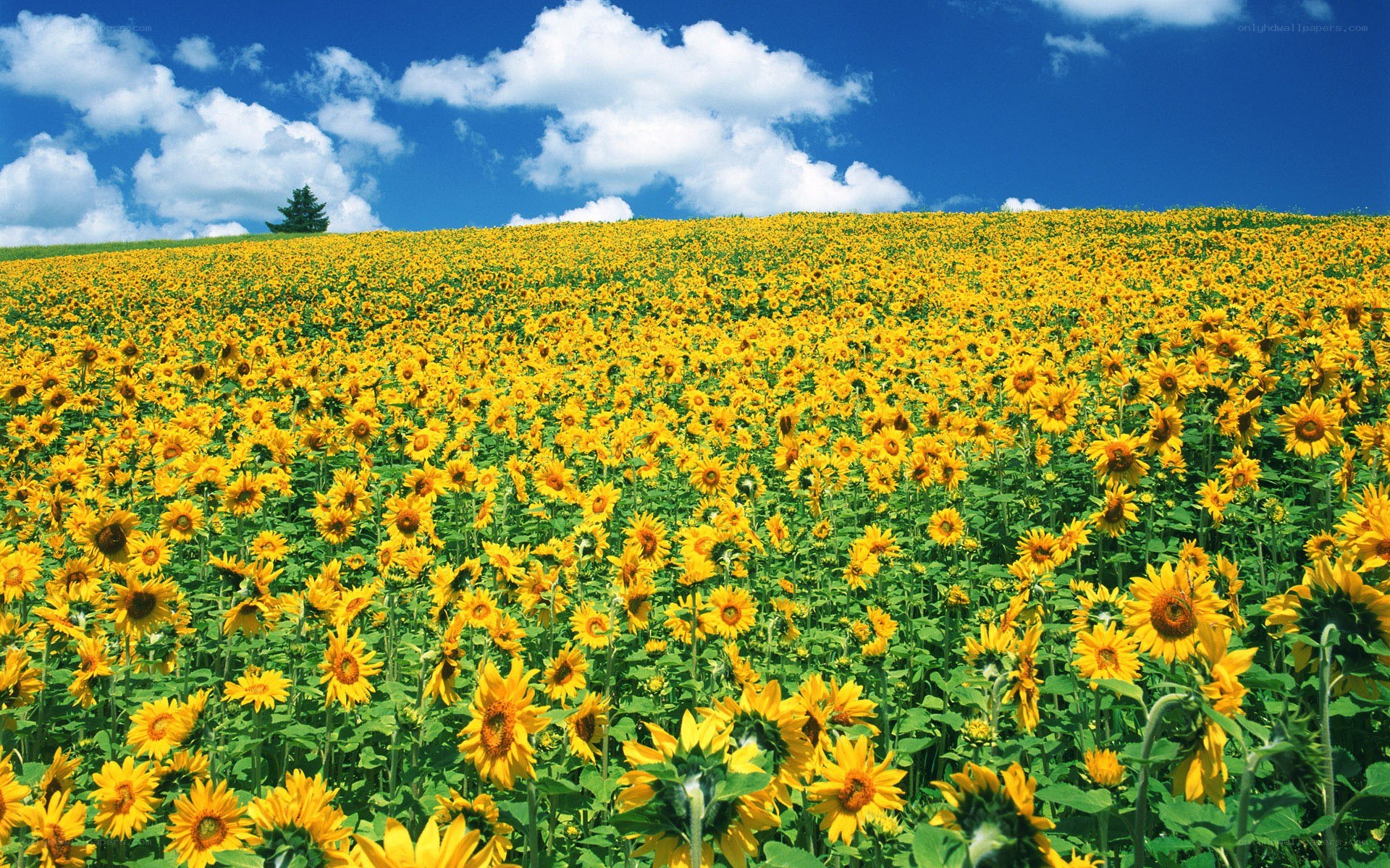 Sunflower field under blue sky