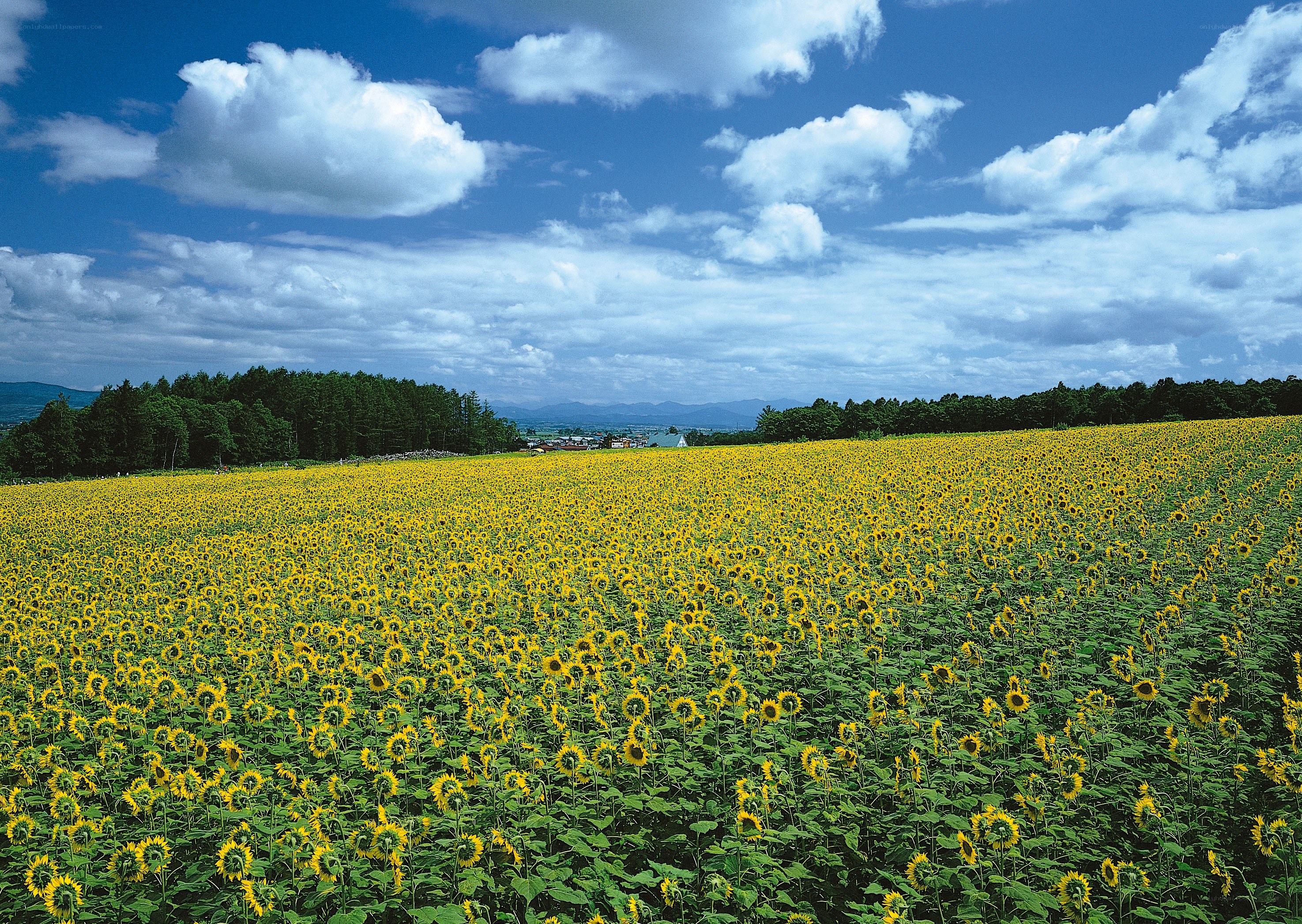 Sunflower field under blue sky