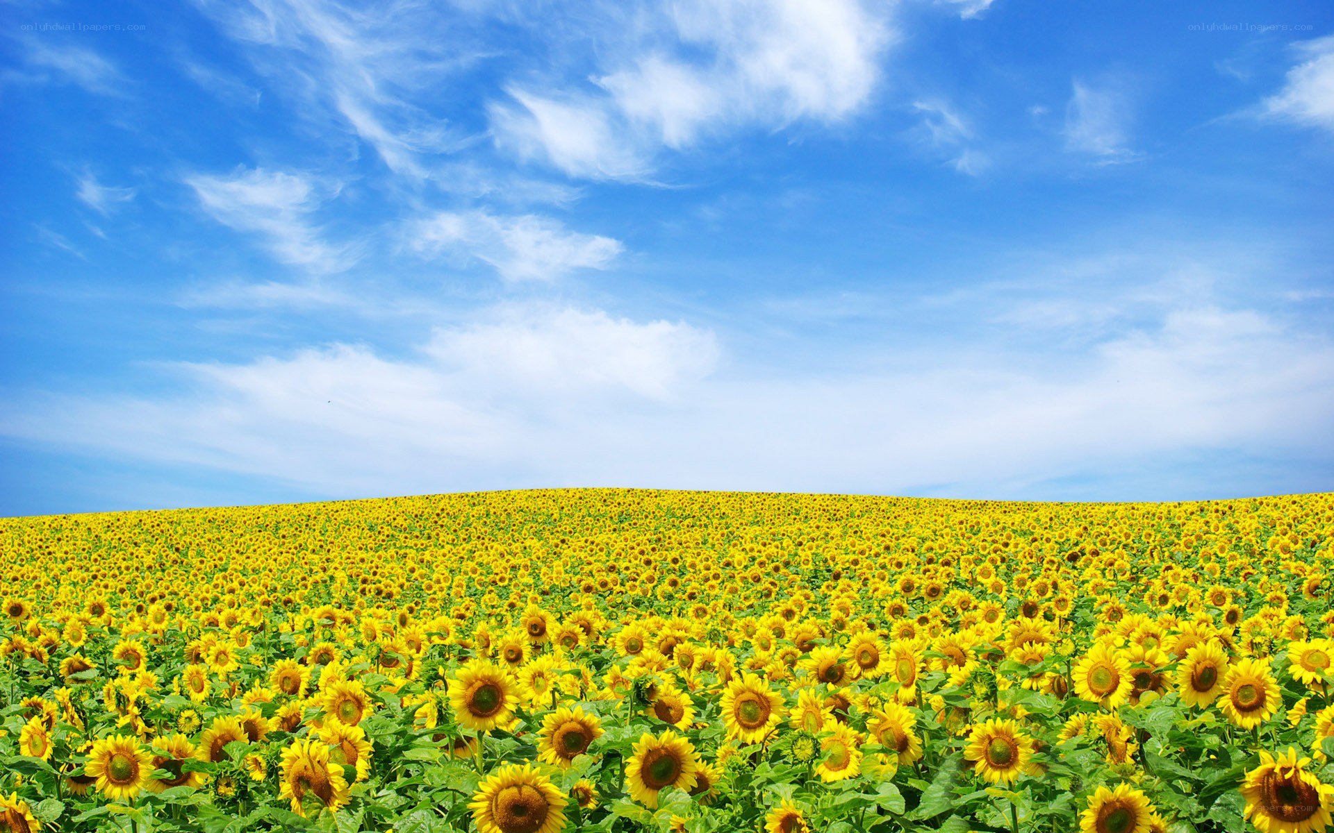 Sunflower field under blue sky