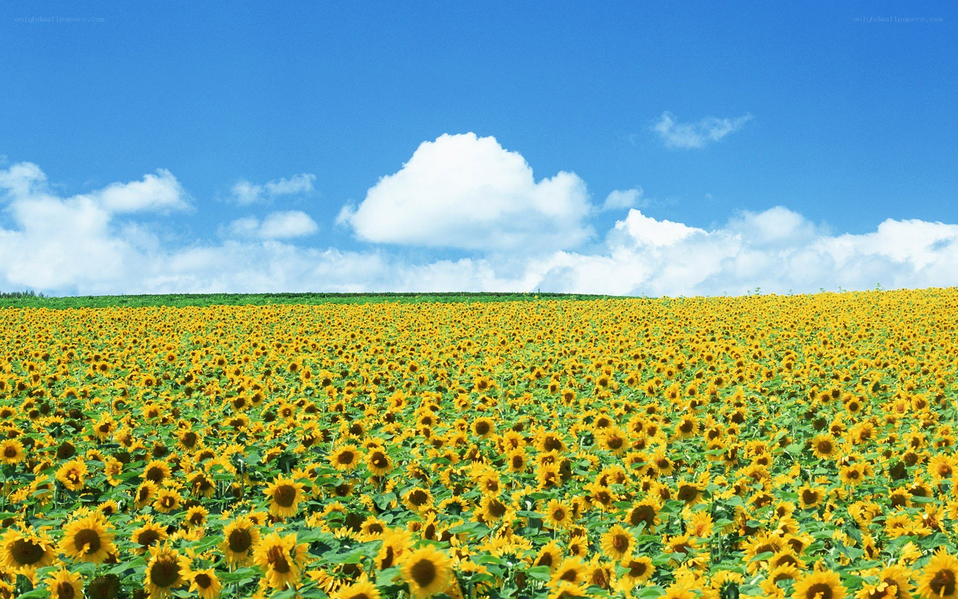Sunflower field under blue sky