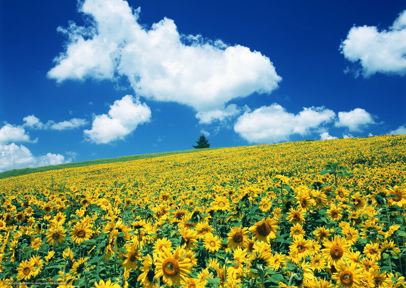 Sunflower field under blue sky