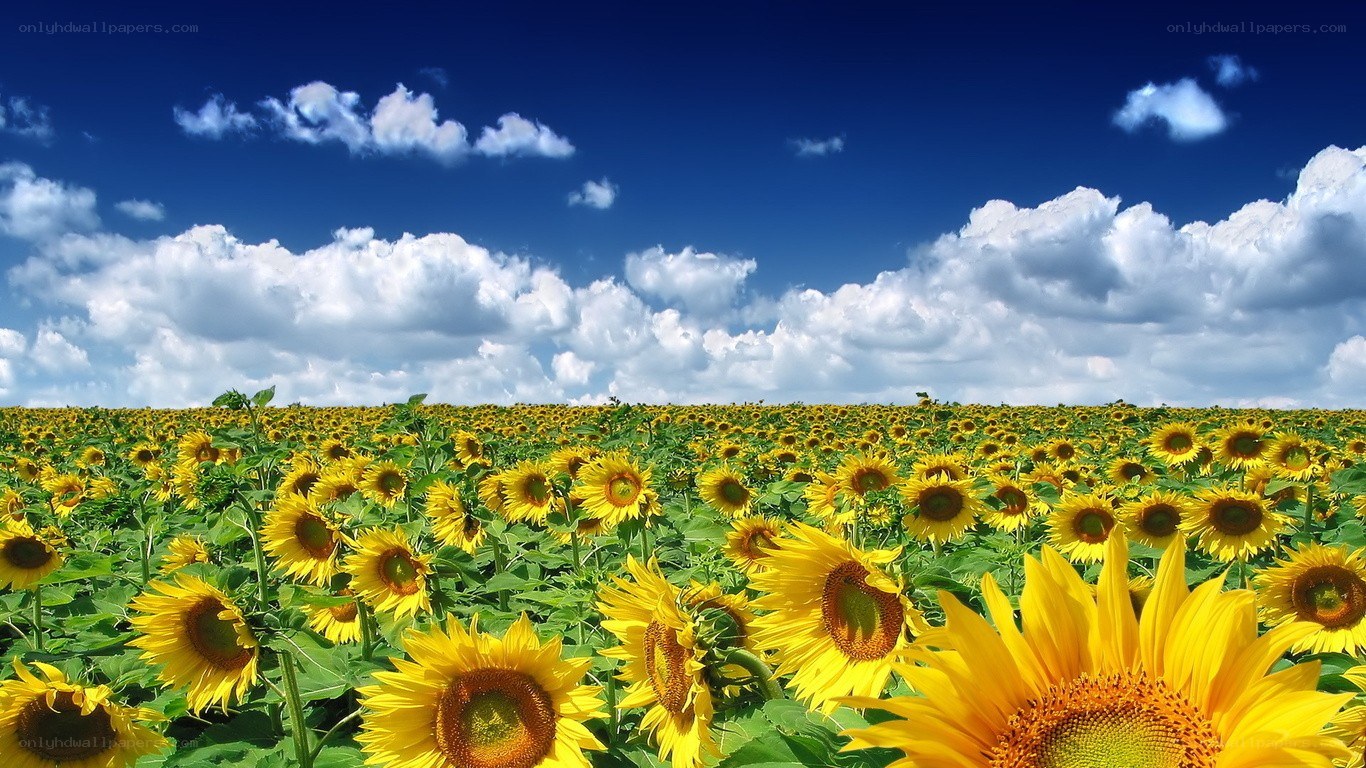 Sunflower field under blue sky