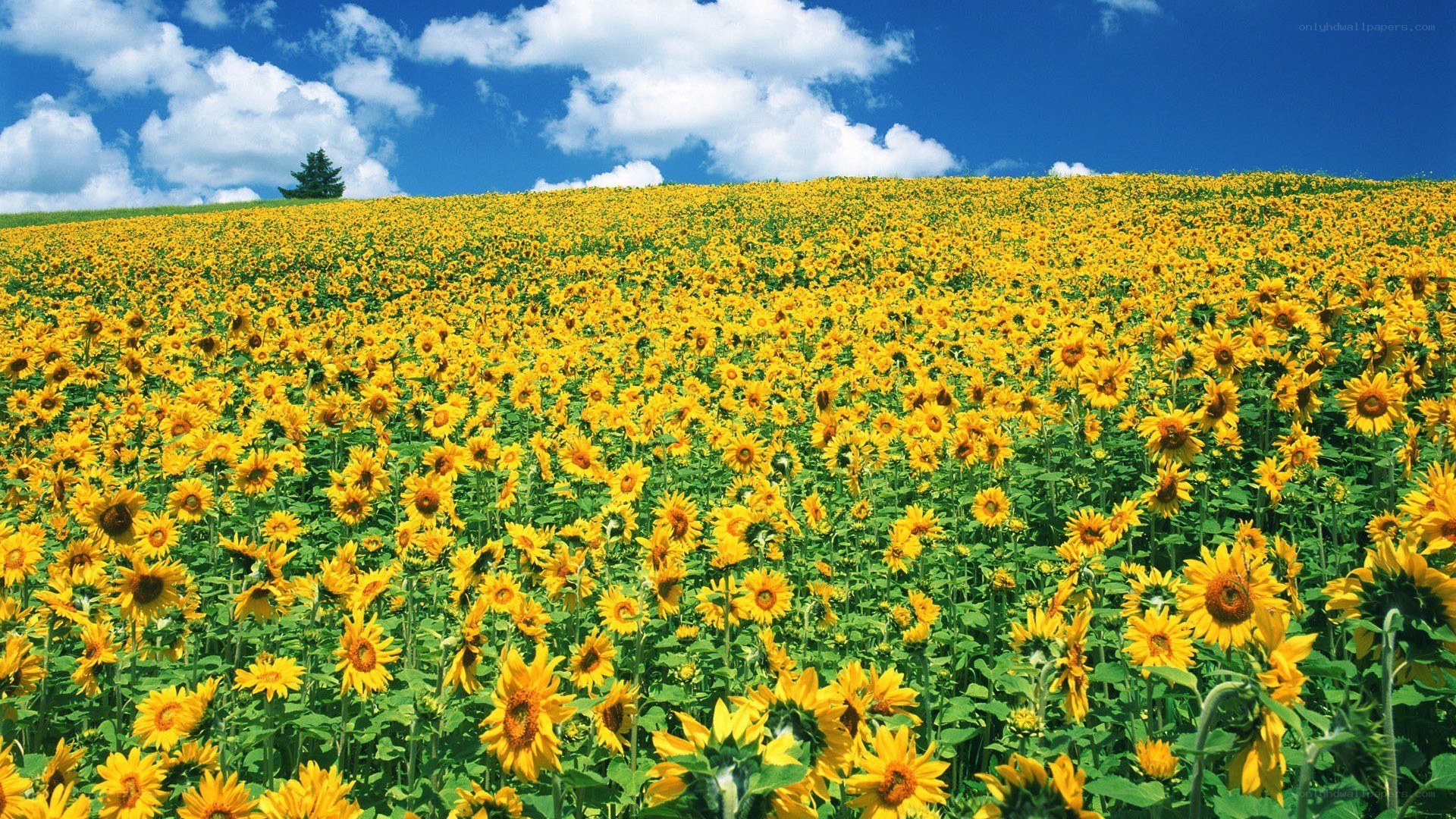 Sunflower field under blue sky