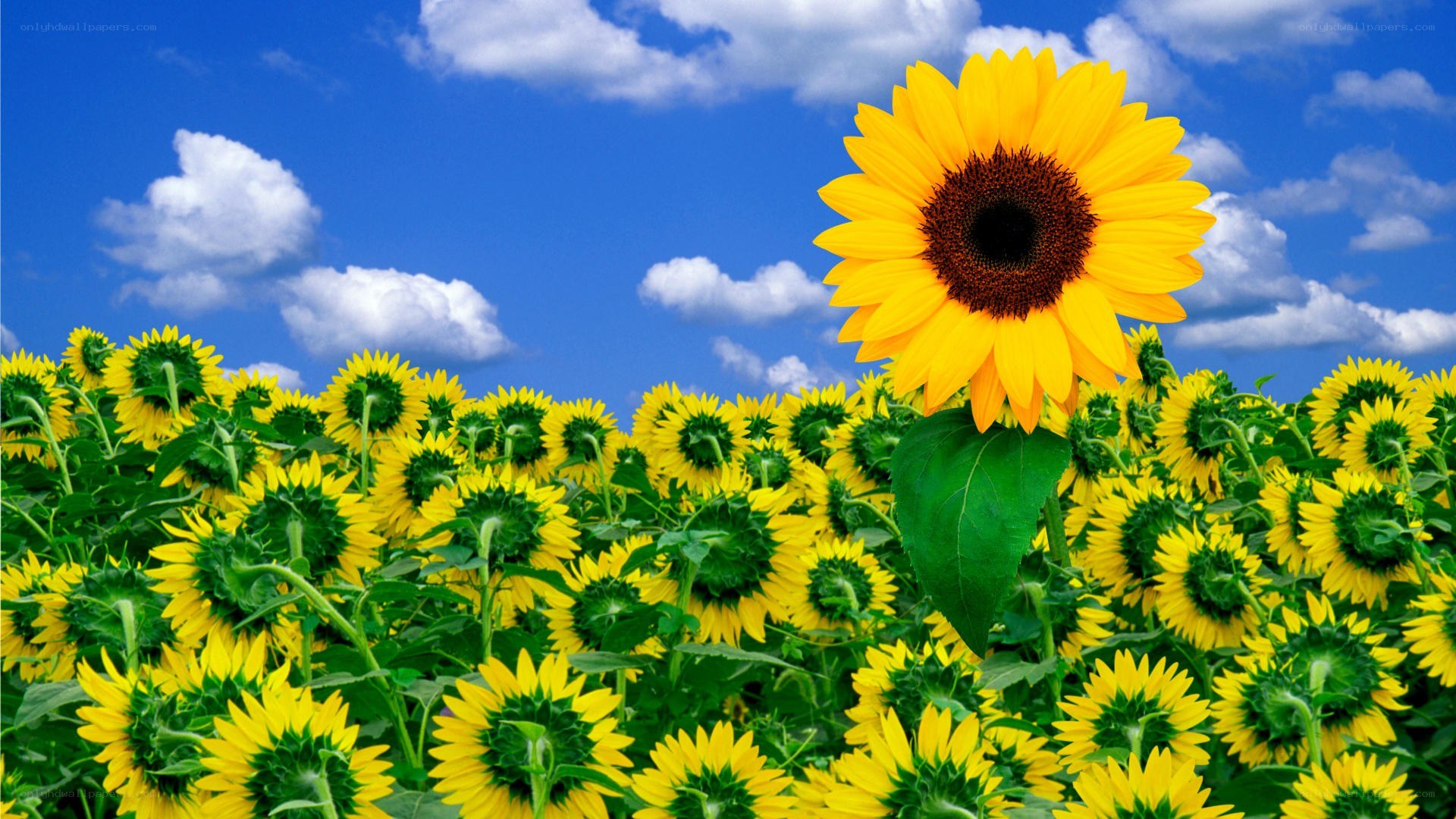 Sunflower field under blue sky