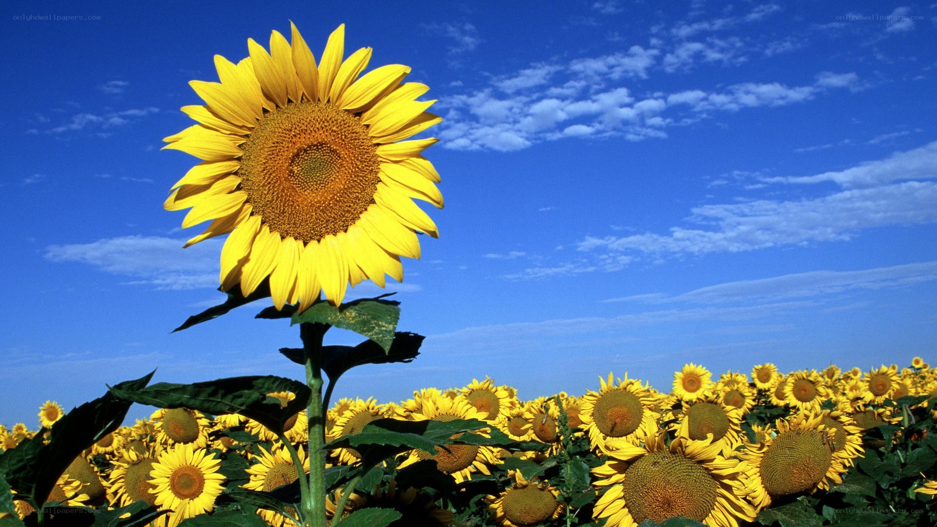 Sunflower field under blue sky