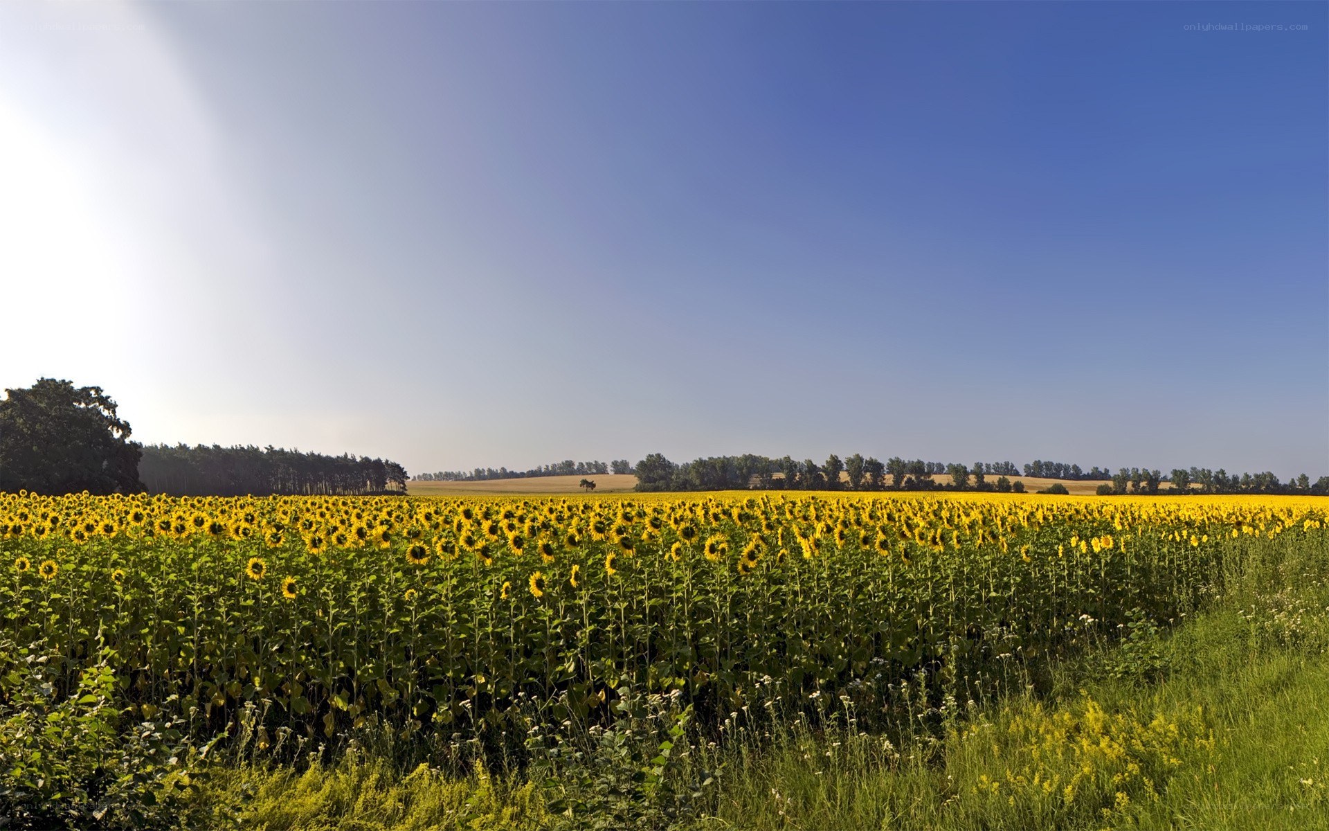 Sunflower field under blue sky