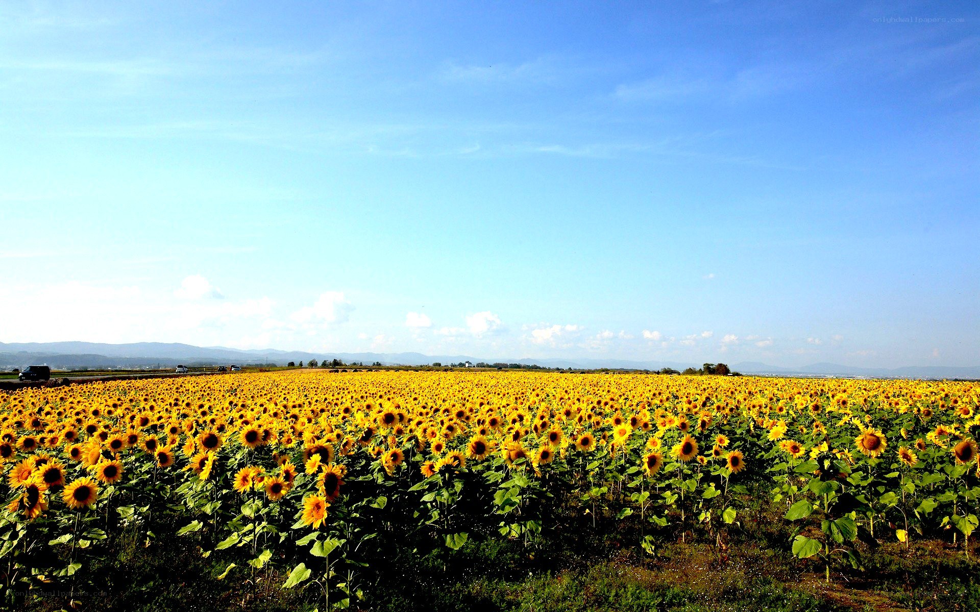Sunflower field under blue sky