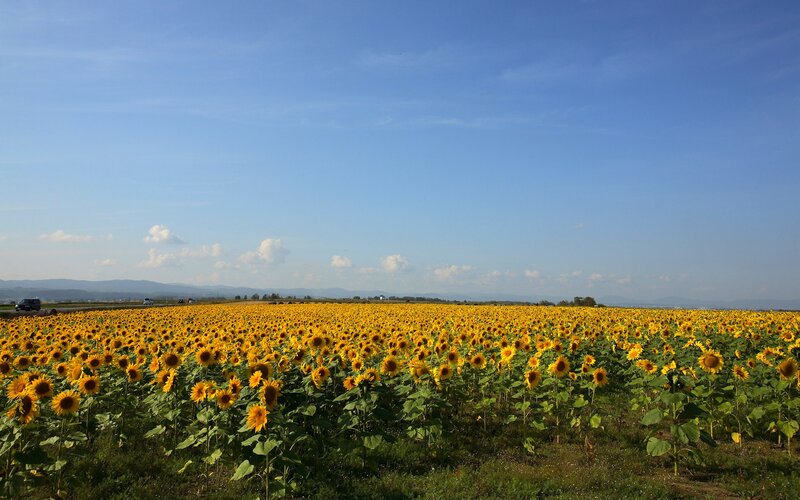 Sunflower field under blue sky