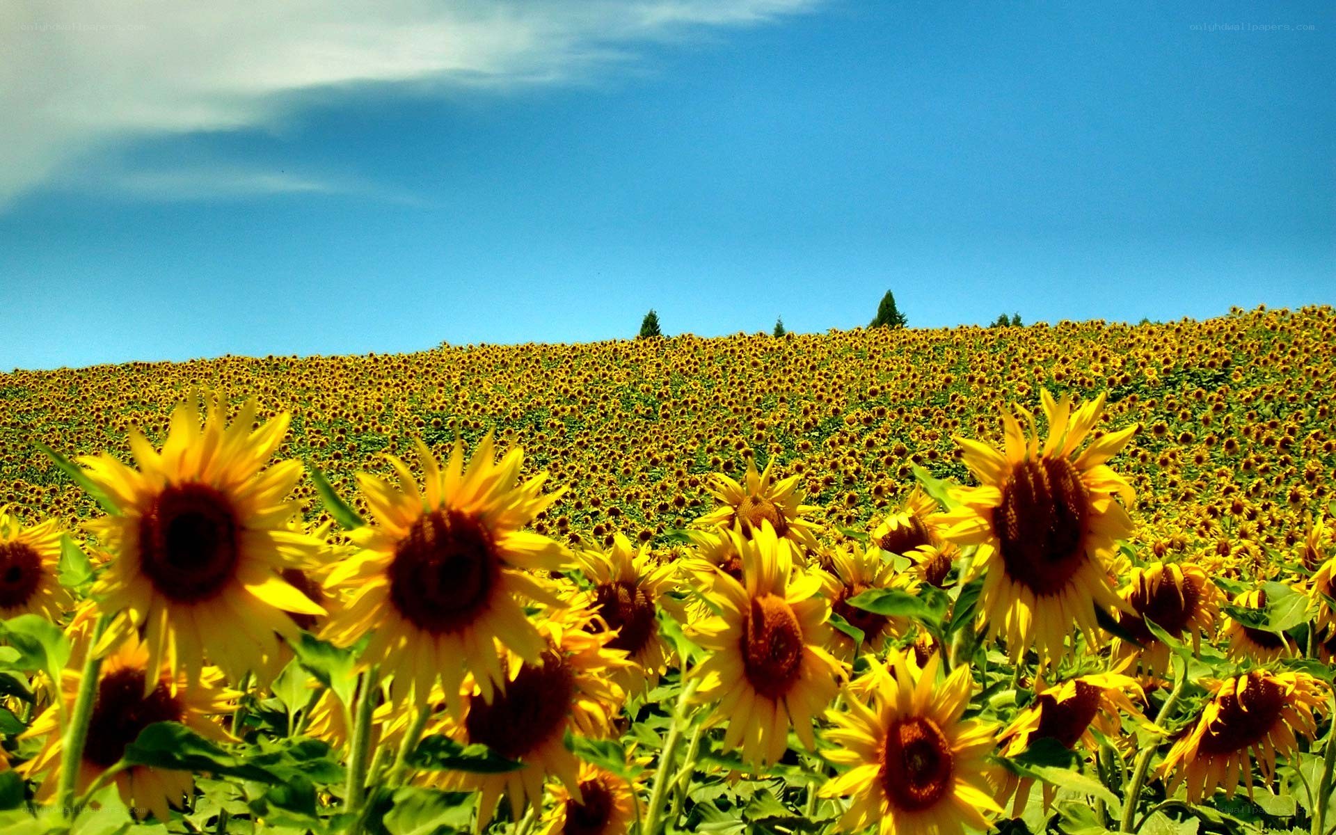 Sunflower field under blue sky