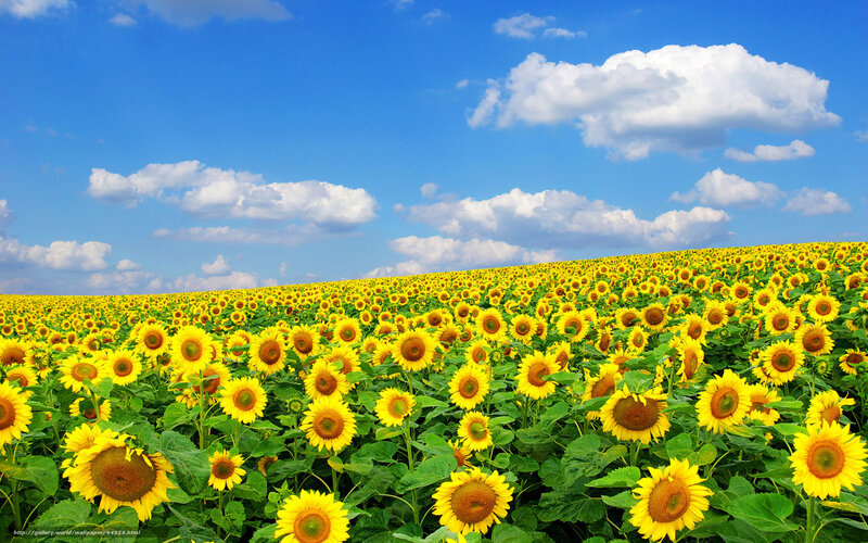 Sunflower field under blue sky