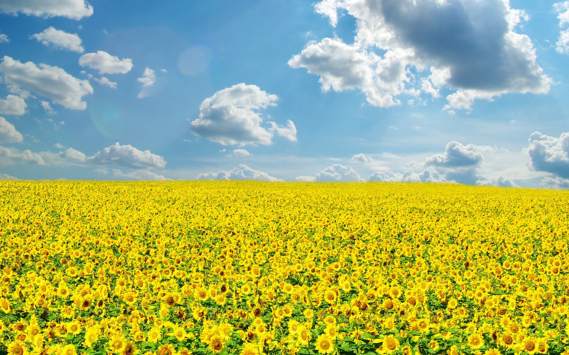 Sunflower field under blue sky