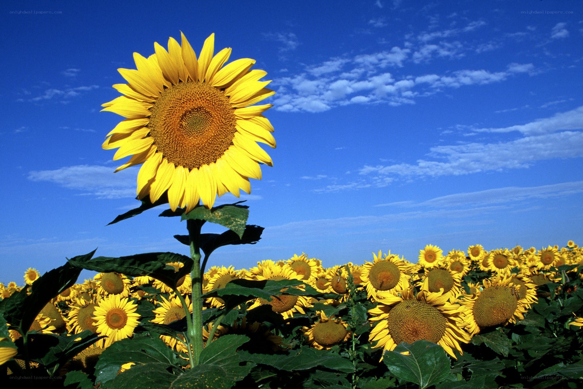 Sunflower field under blue sky