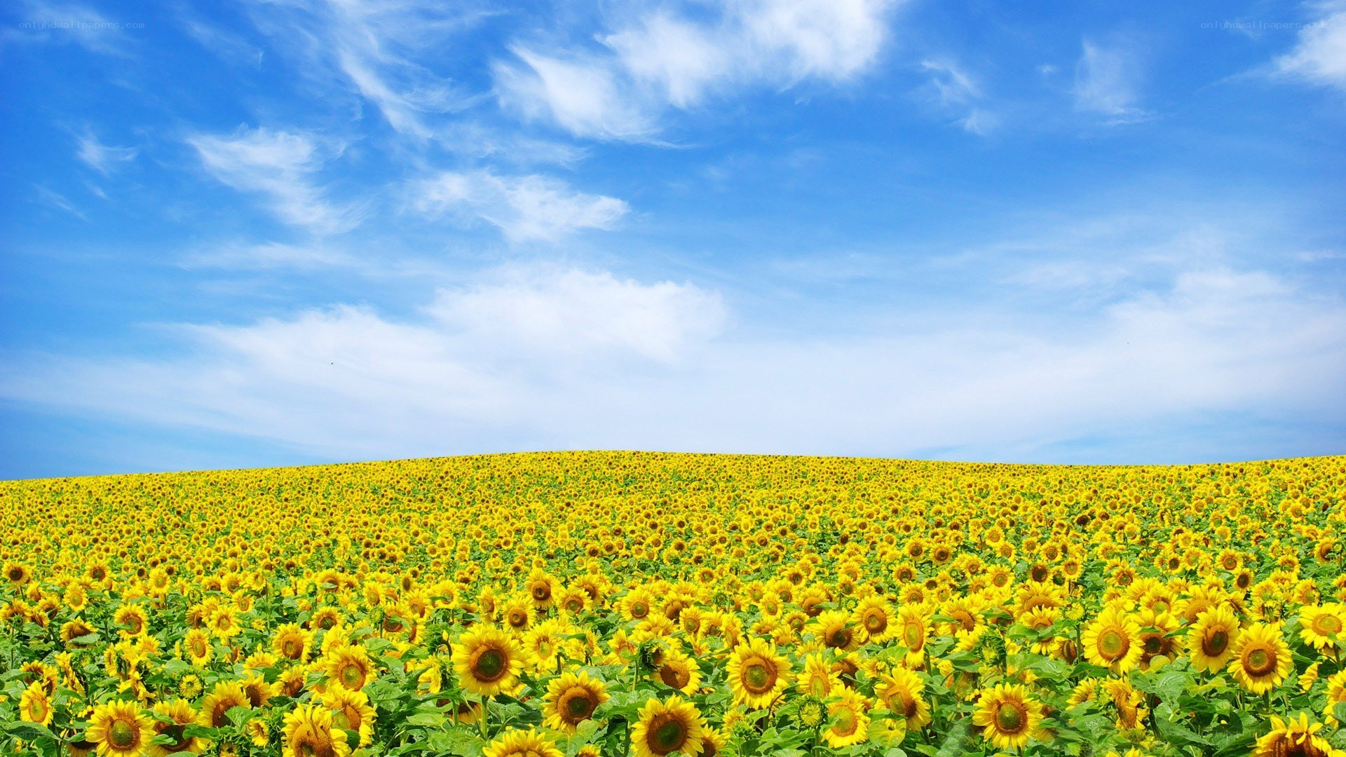 Sunflower field under blue sky