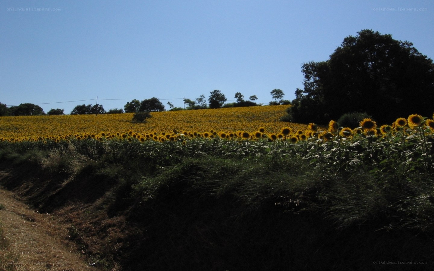 Sunflower field under blue sky