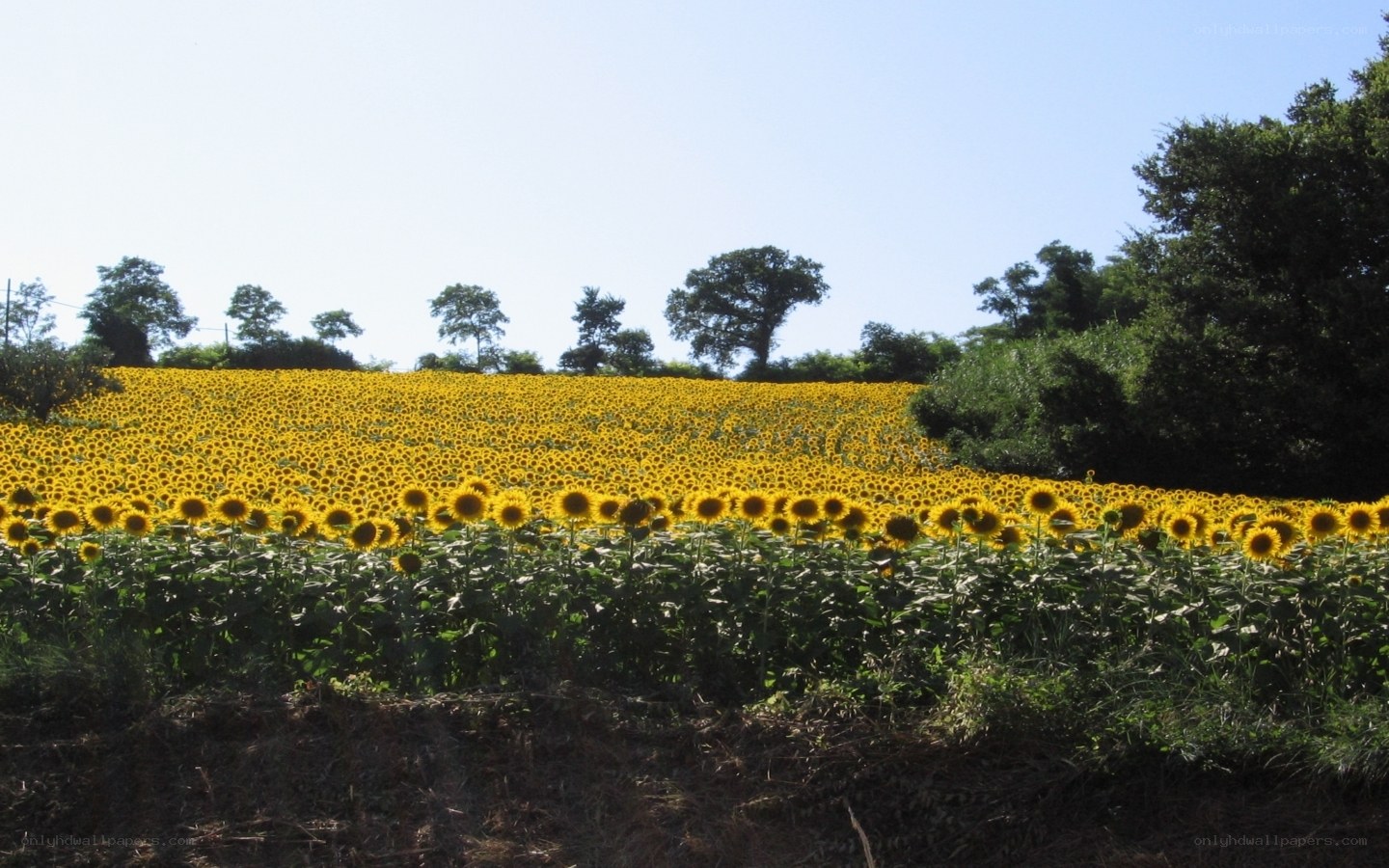 Sunflower field under blue sky