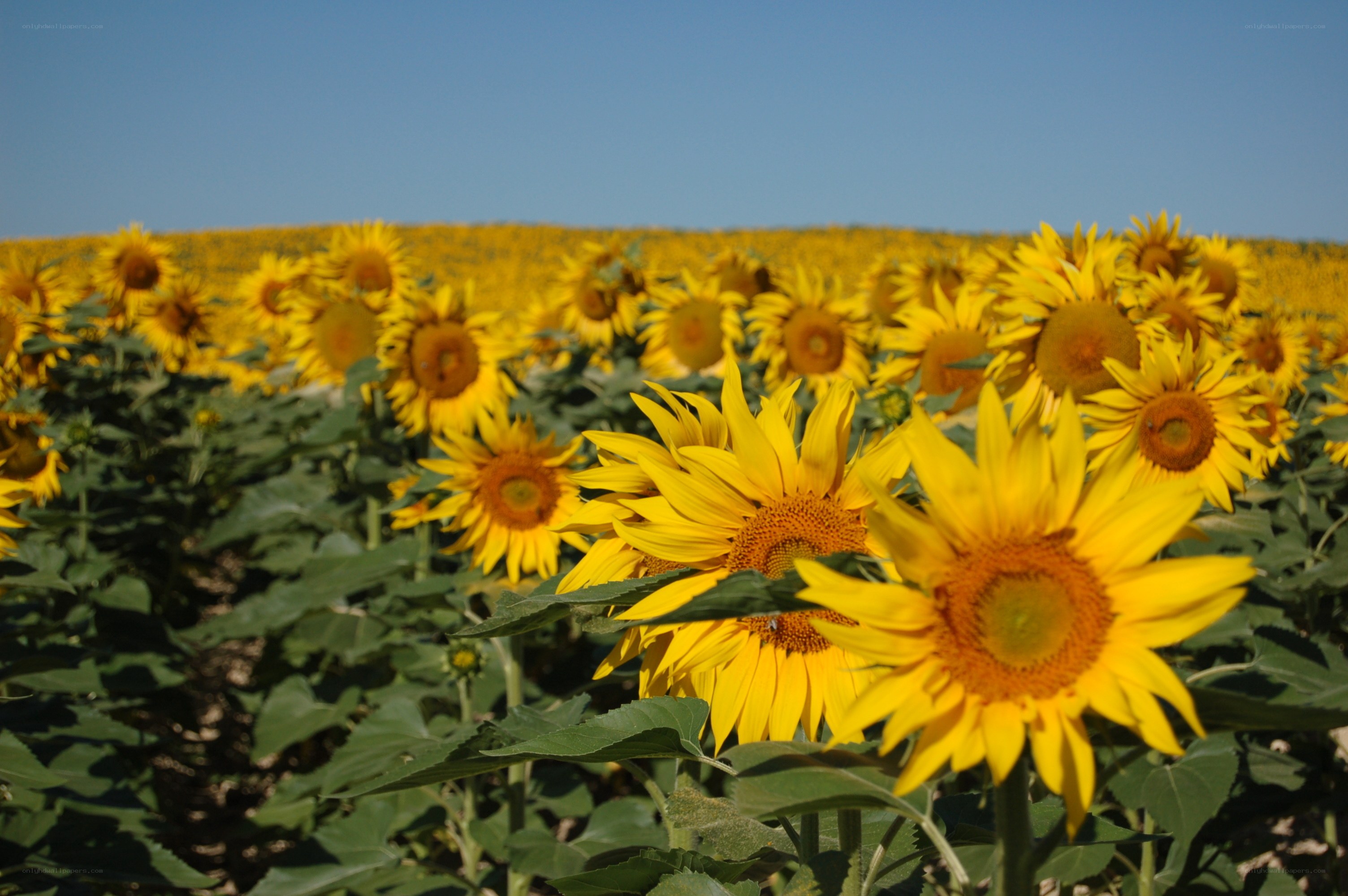 Sunflower field under blue sky