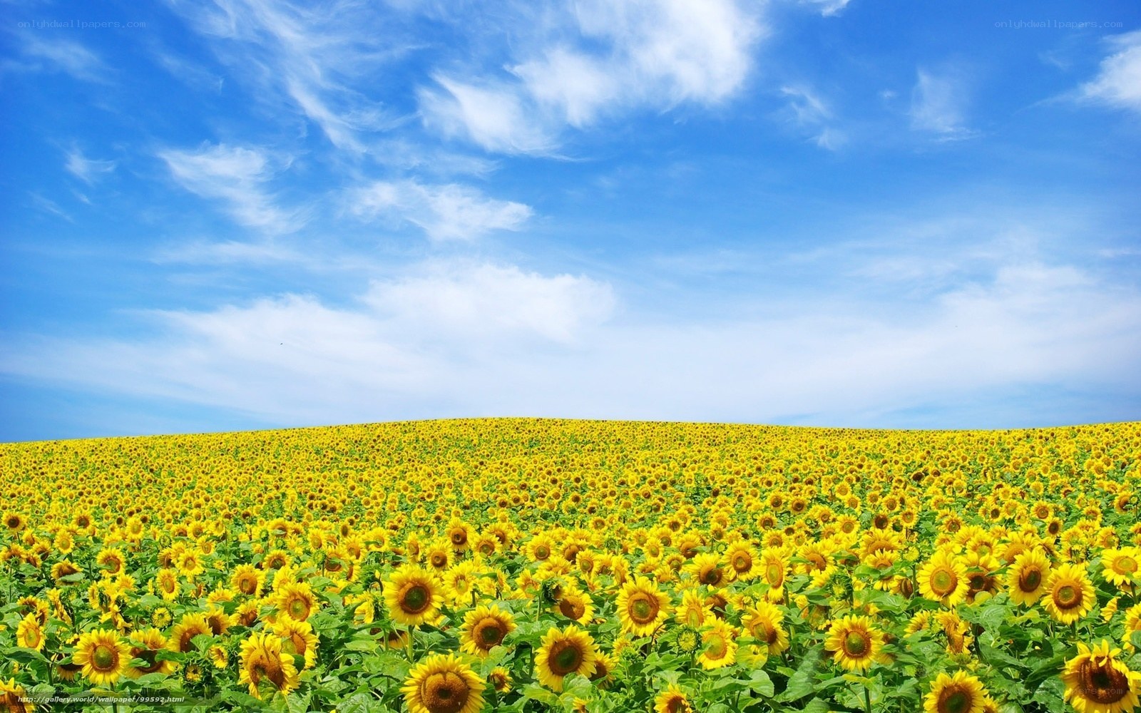 Sunflower field under blue sky