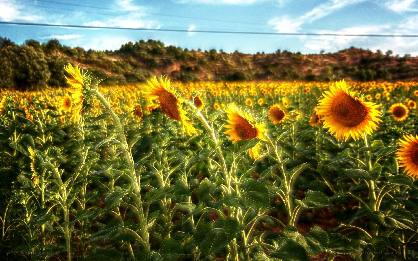 Sunflower field under blue sky