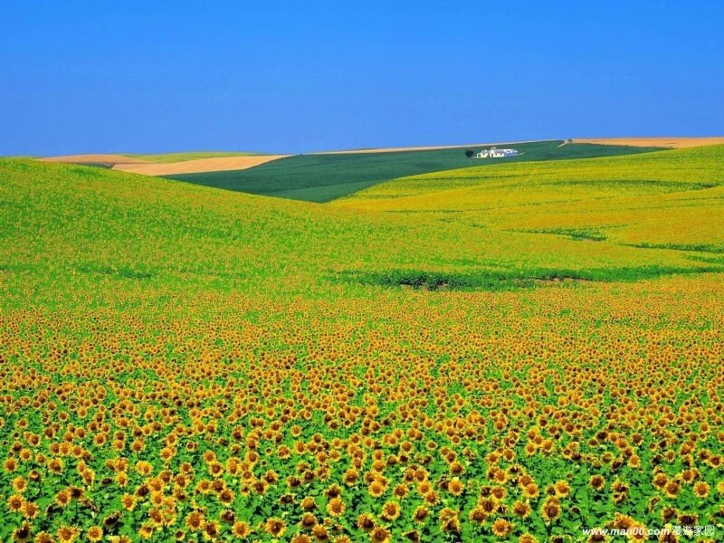 Sunflower field under blue sky