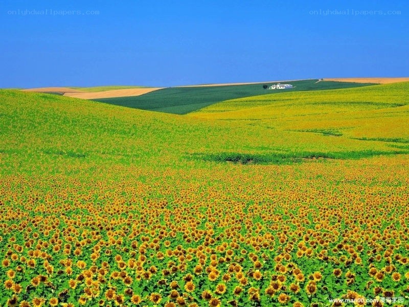 Sunflower field under blue sky