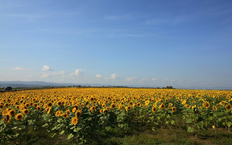 Sunflower field under blue sky