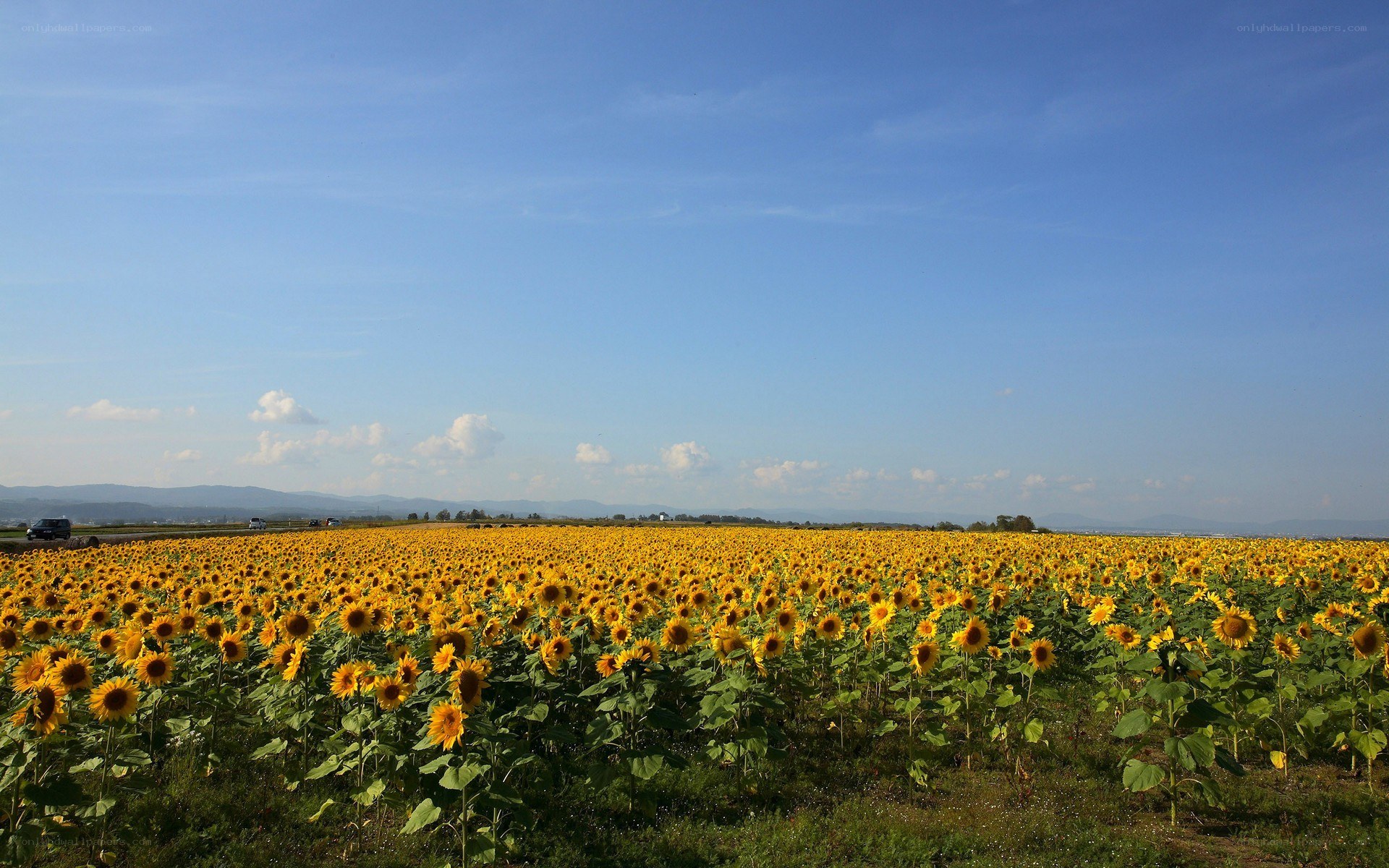 Sunflower field under blue sky