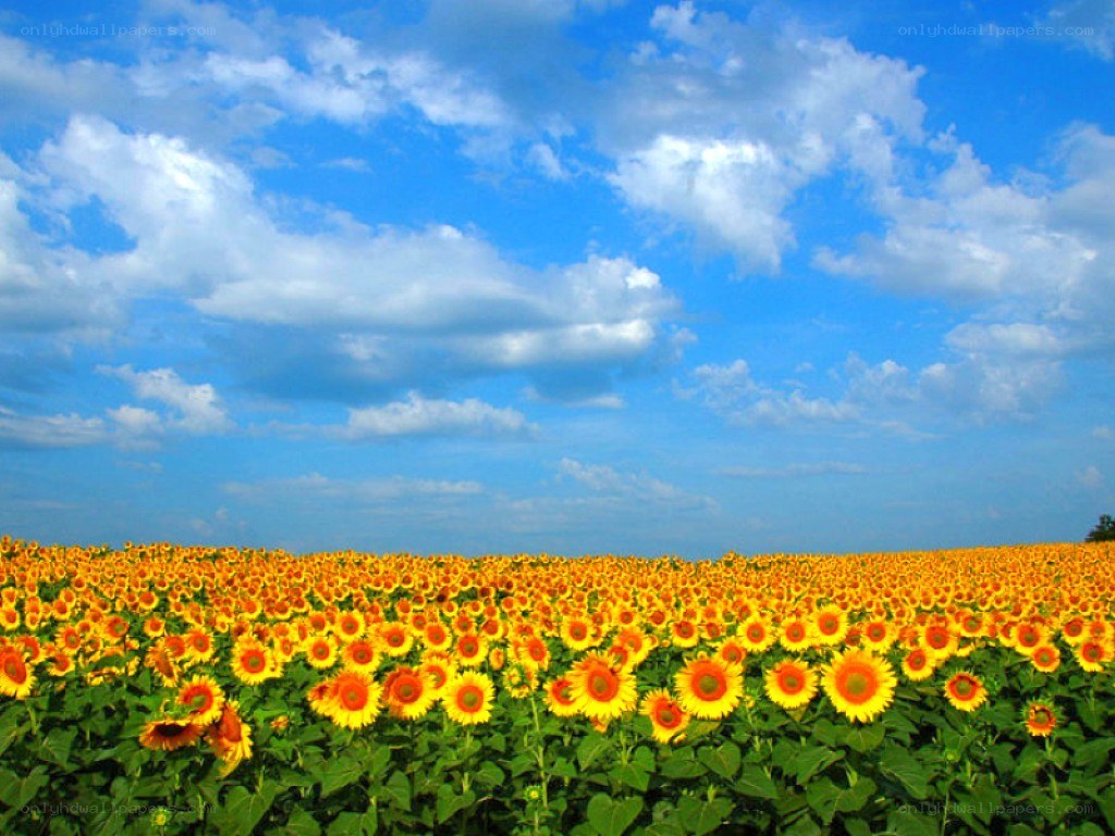 Sunflower field under blue sky