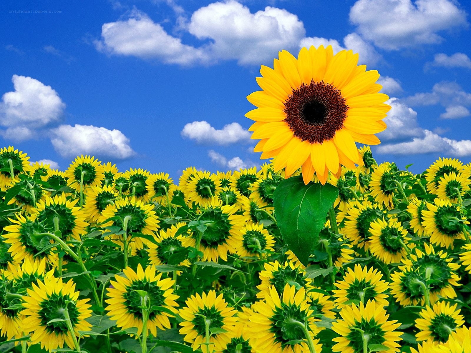 Sunflower field under blue sky